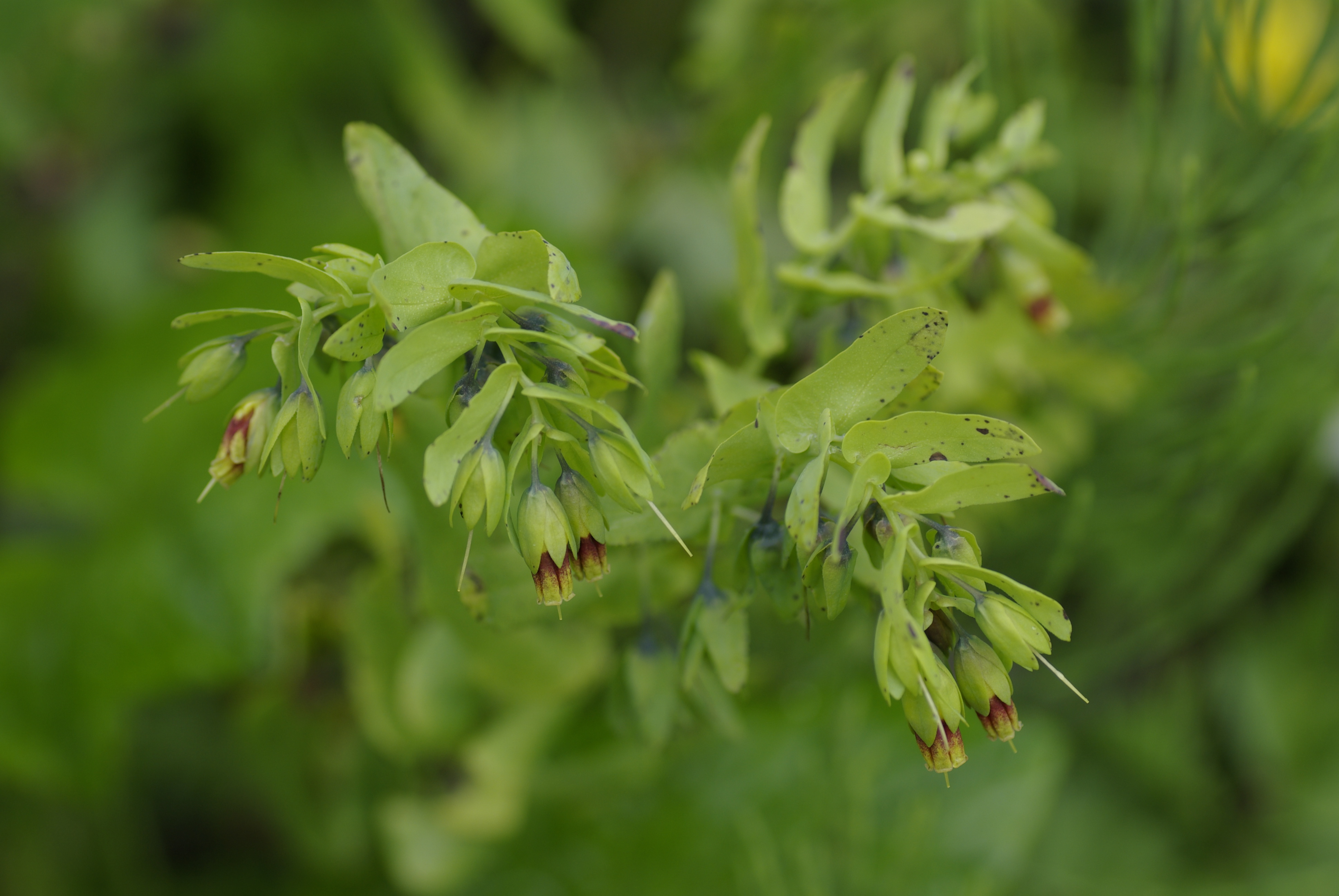 Alpenwachsblume