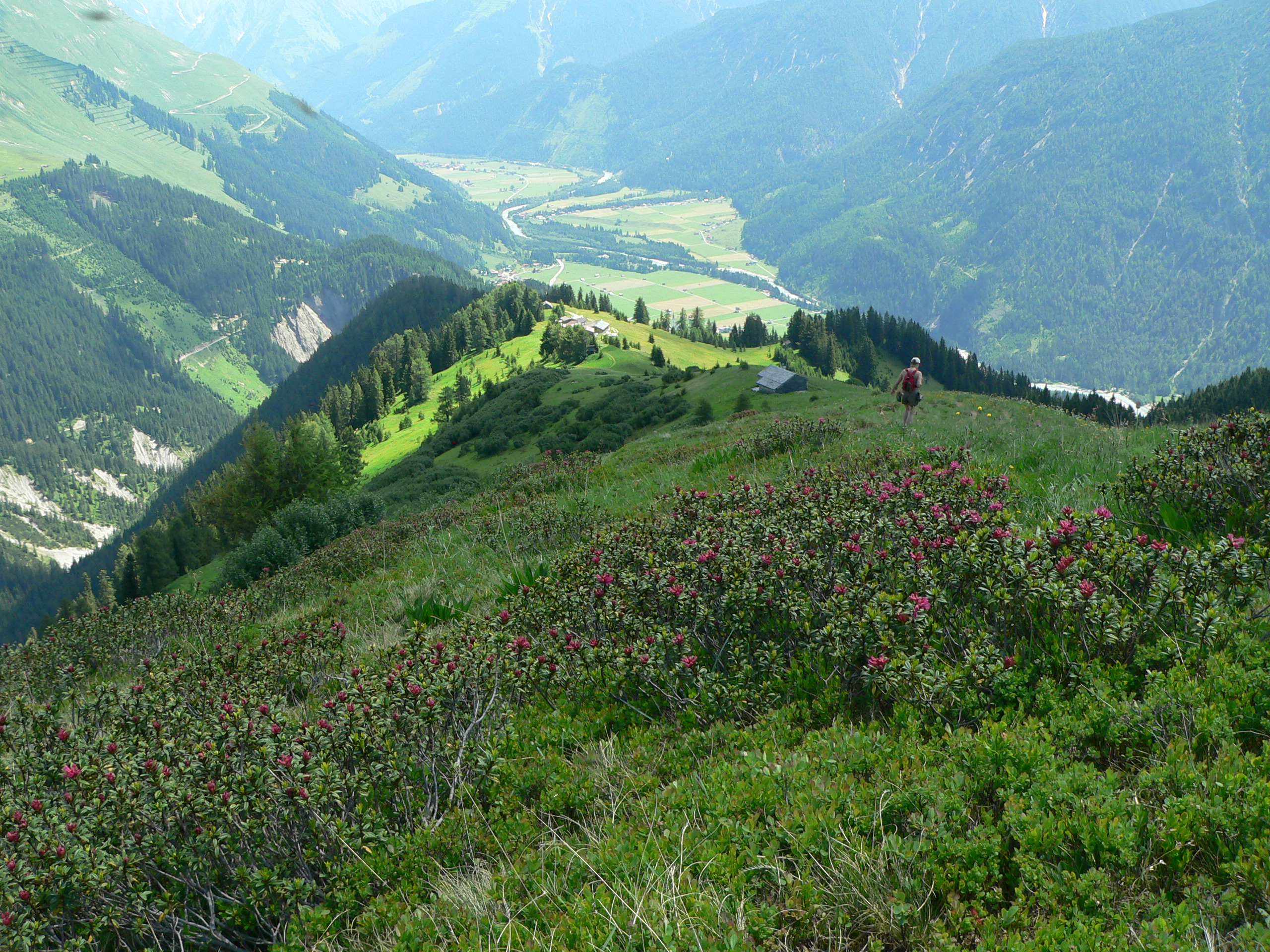 Rostblättrige Alpenrose