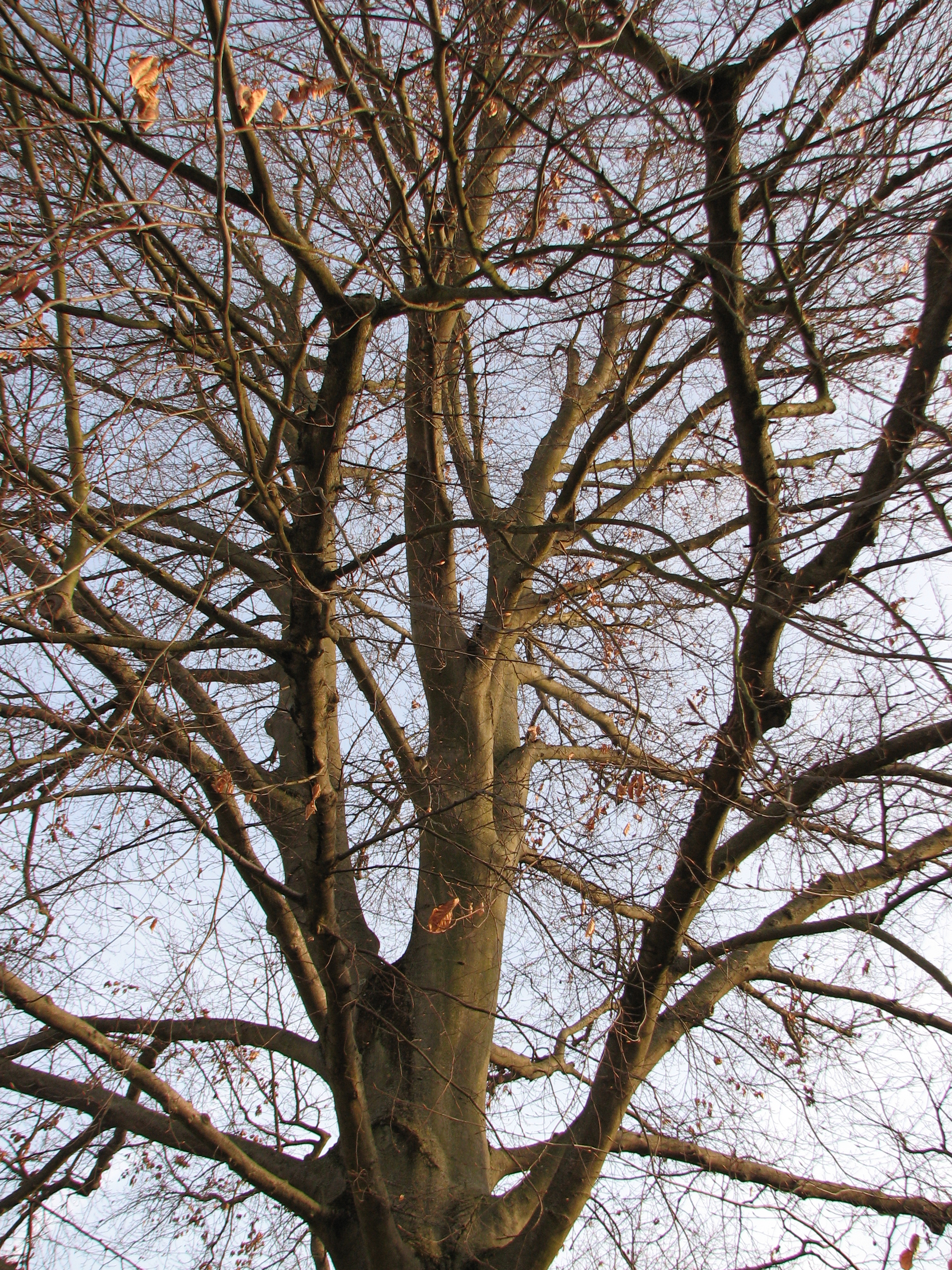 Morgenländische Platane