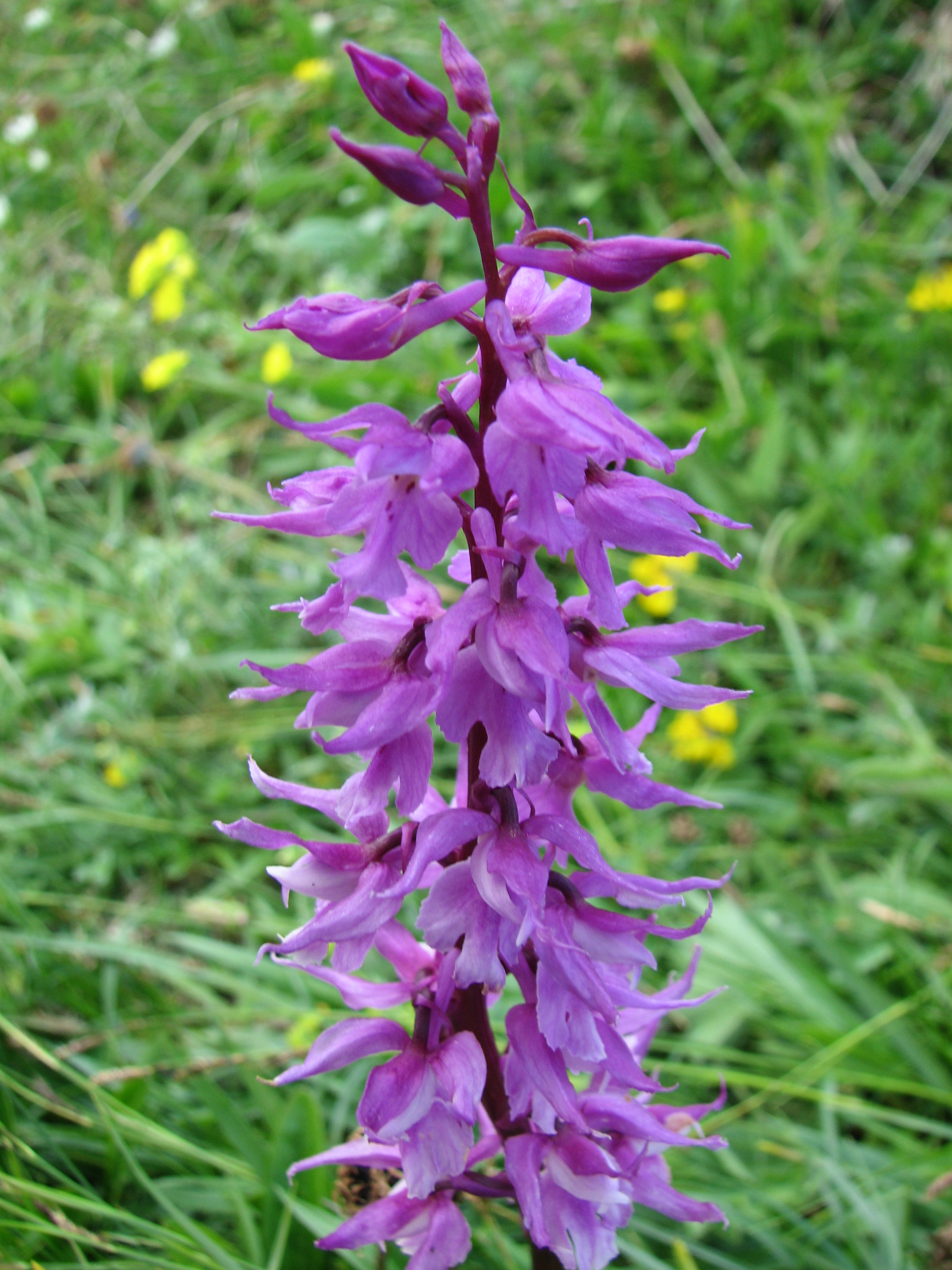 Männliches Knabenkraut