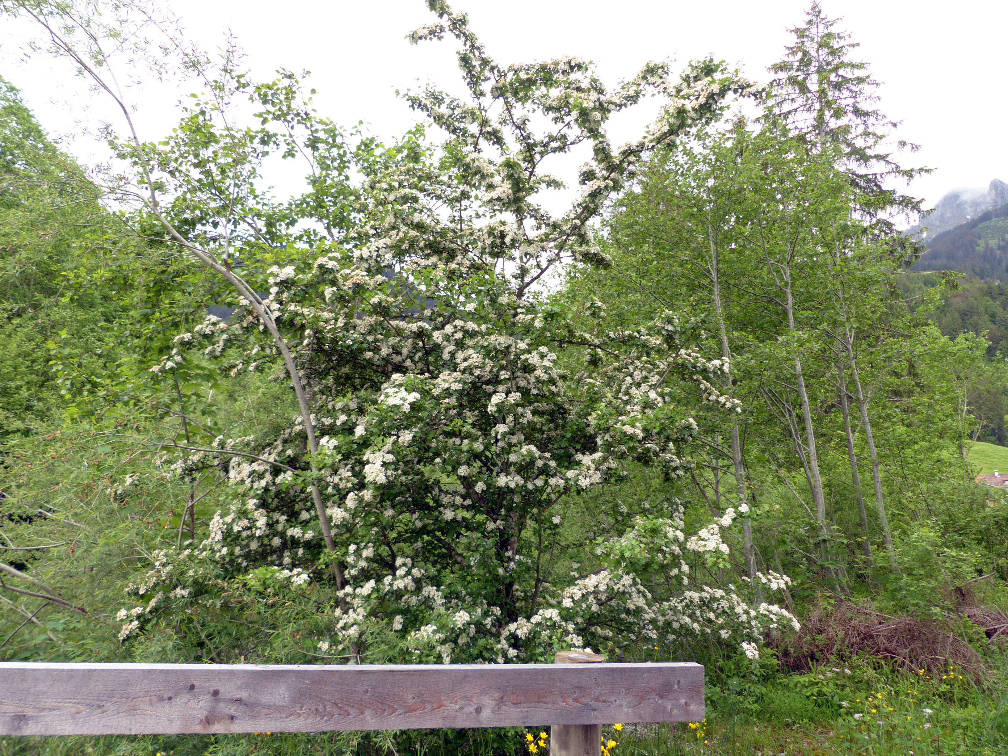 Eingriffeliger Weißdorn