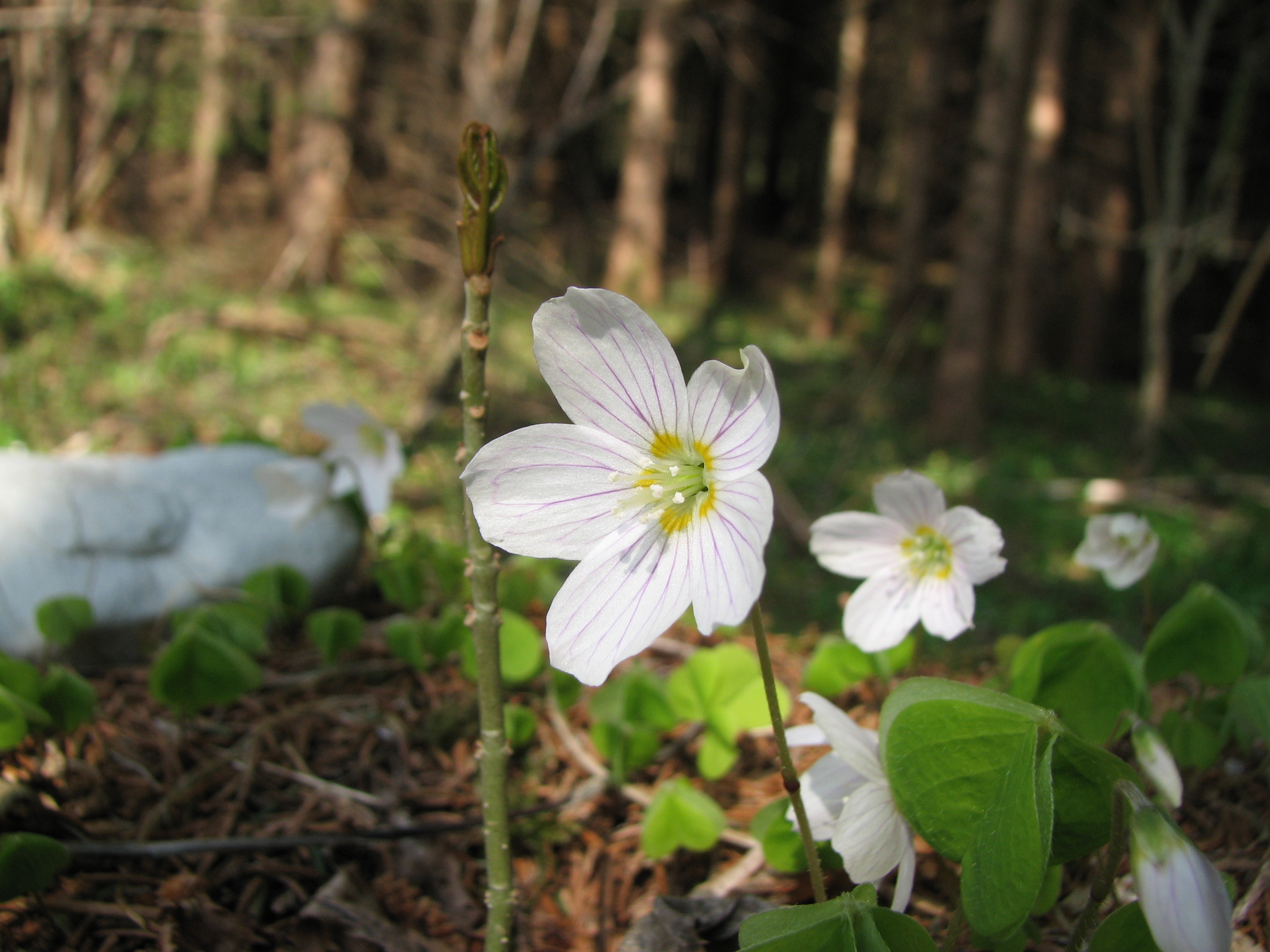 Waldsauerklee