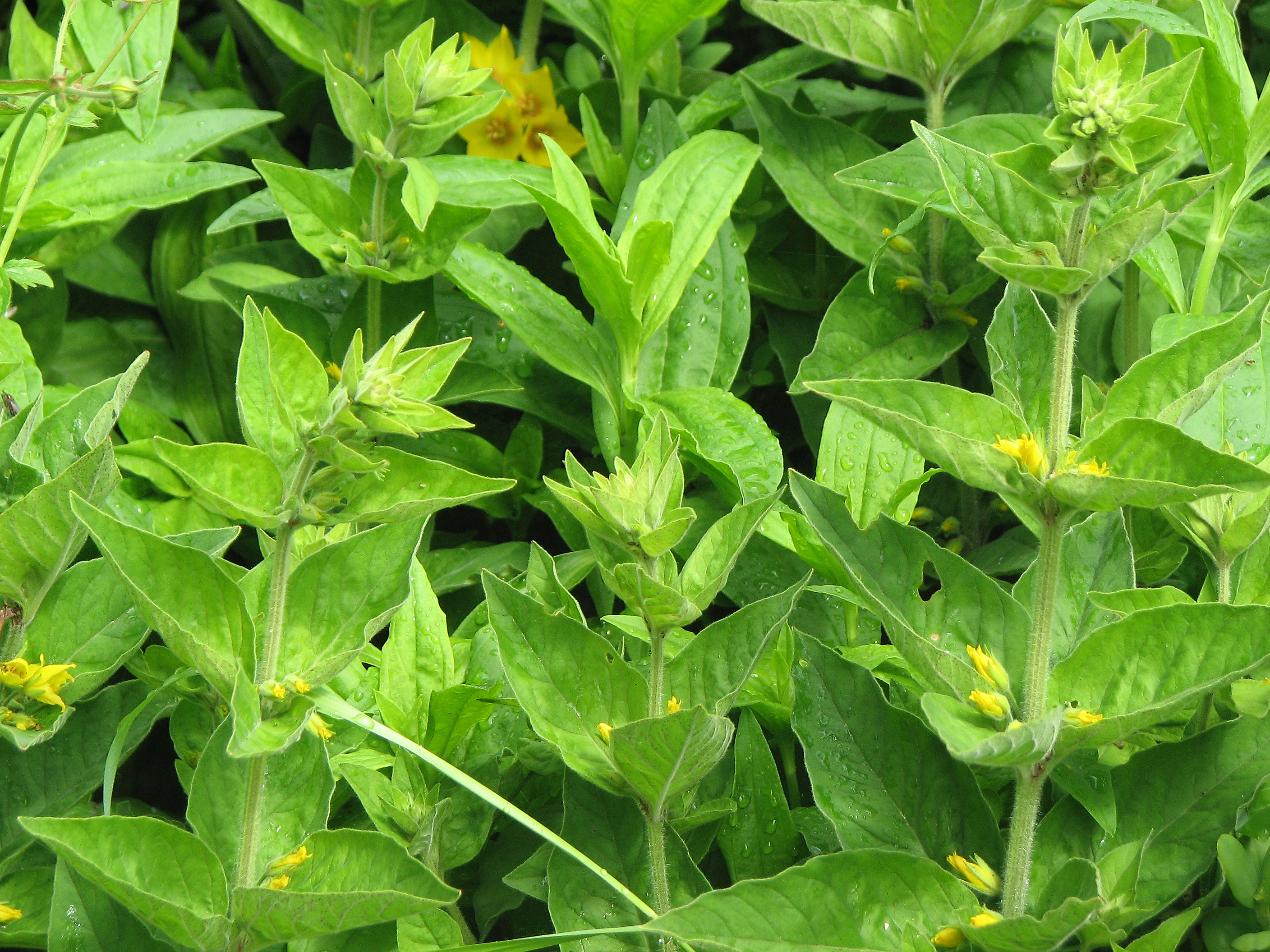 Goldfelberich