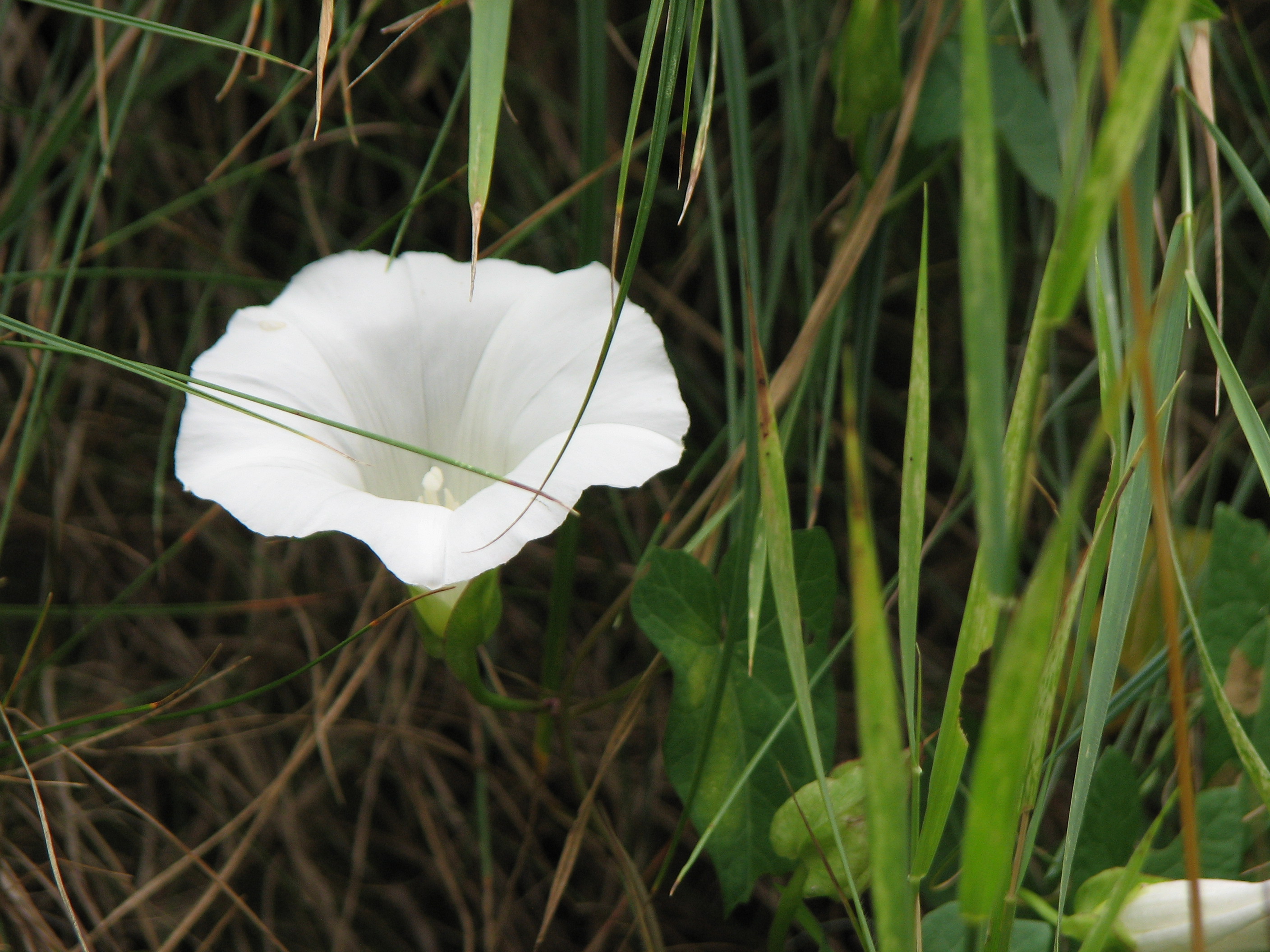 Zaunwinde