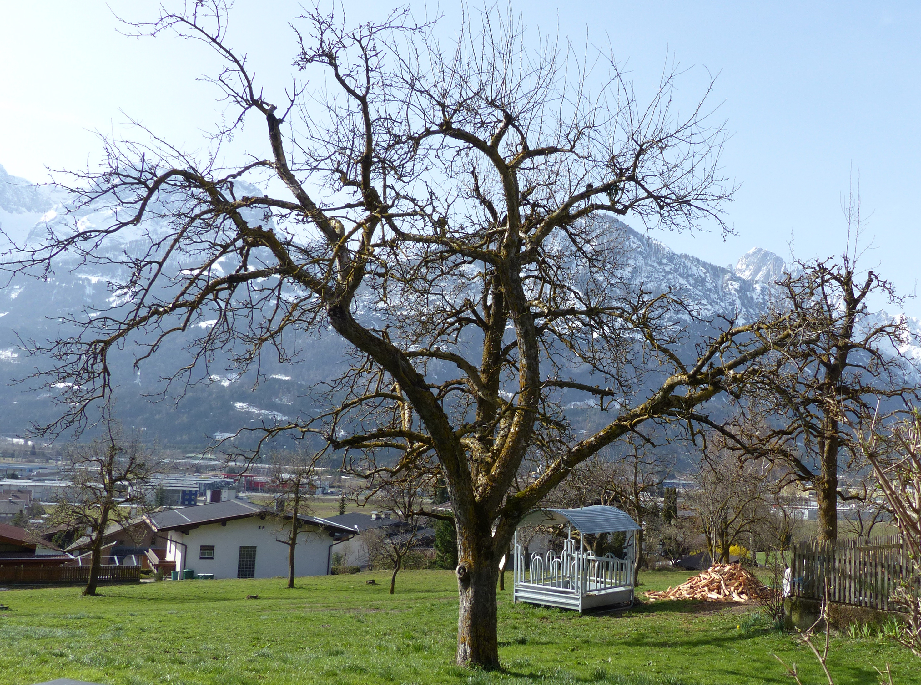 Apfel