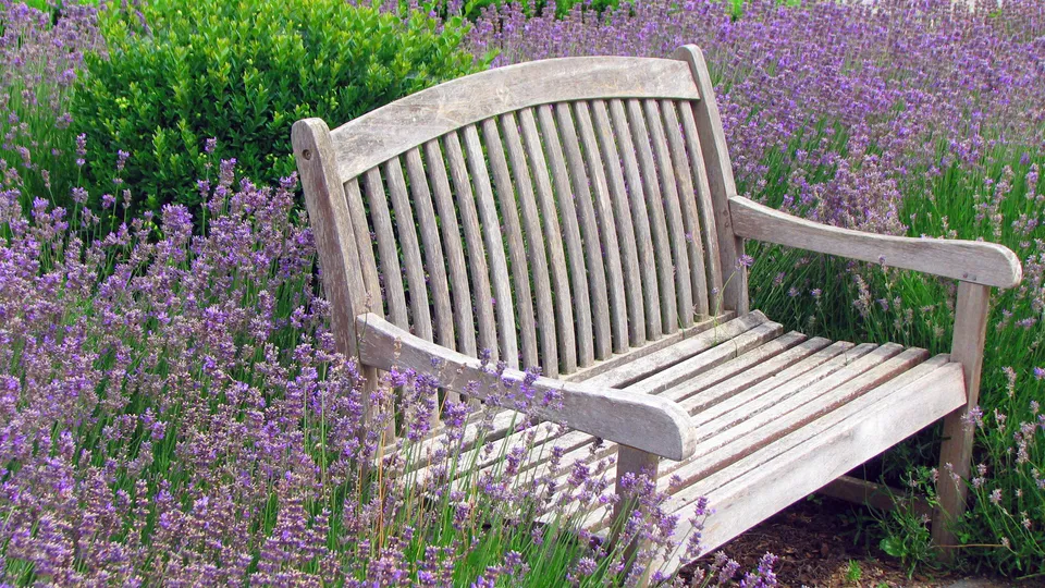 Schneckenresistente Blütenpflanzen