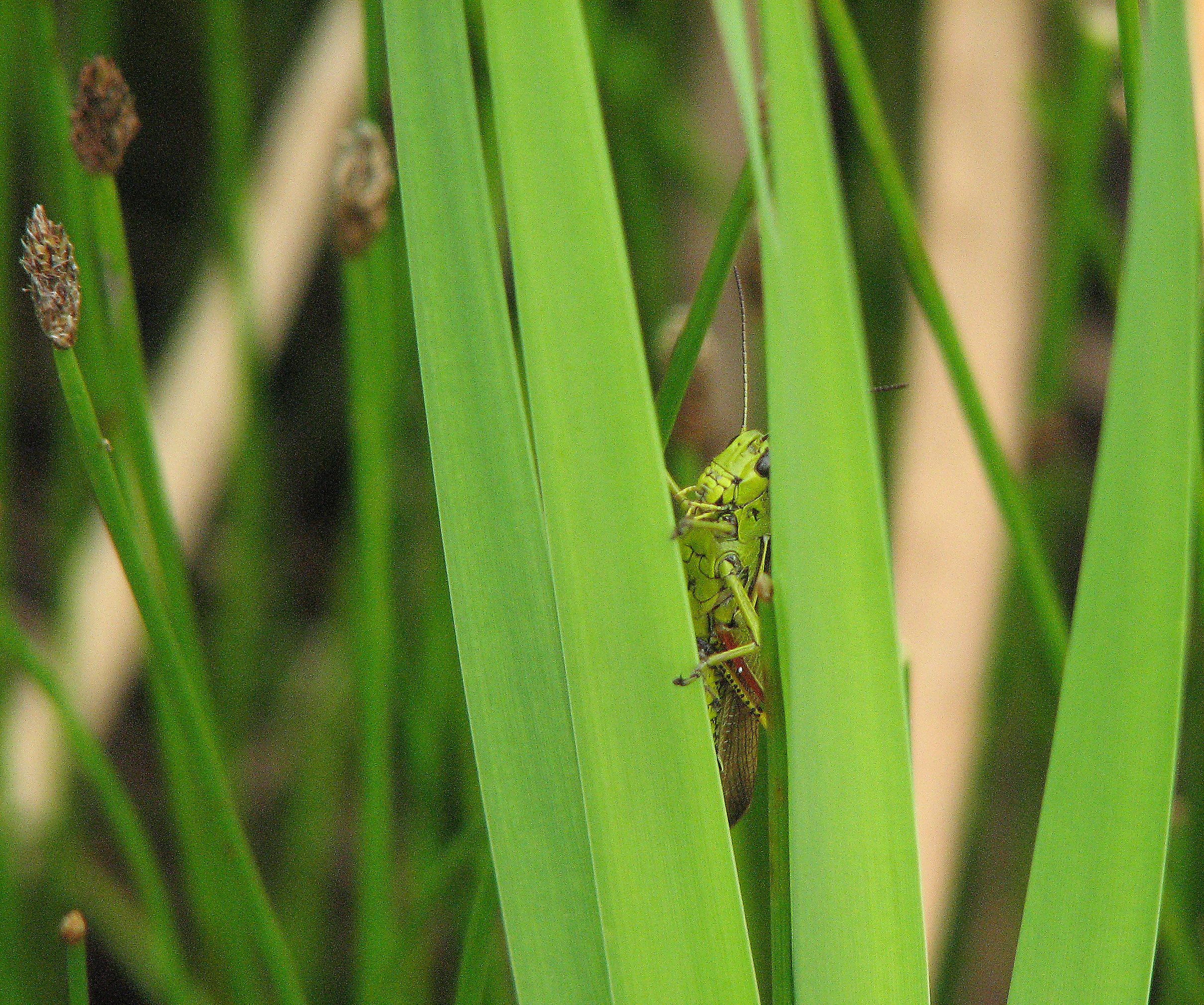 Breitblättriger Rohrkolben