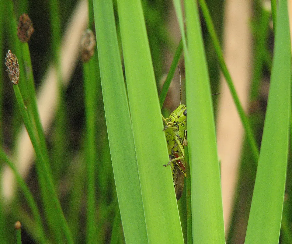 Breitblättriger Rohrkolben
