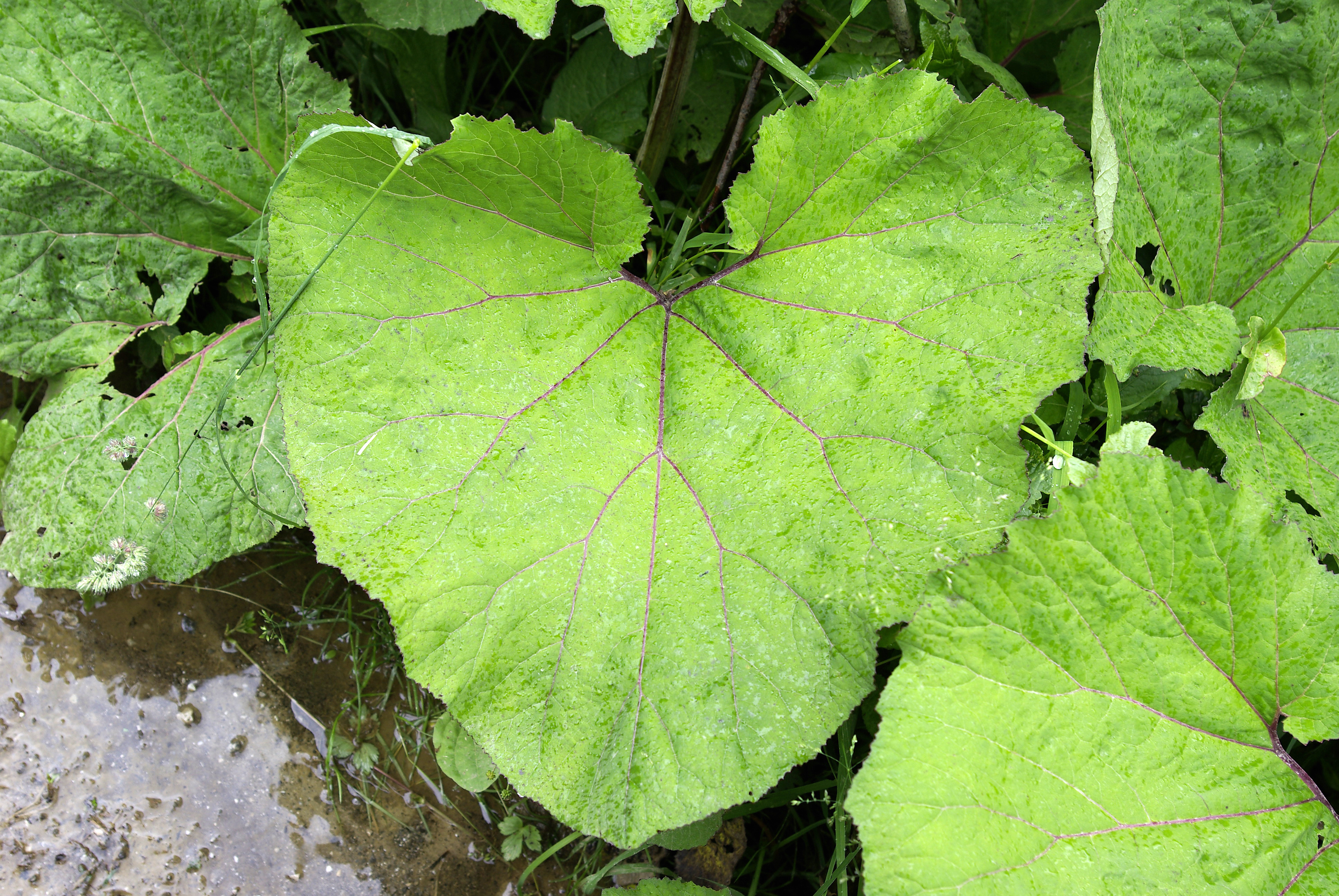 Gewöhnliche Pestwurz