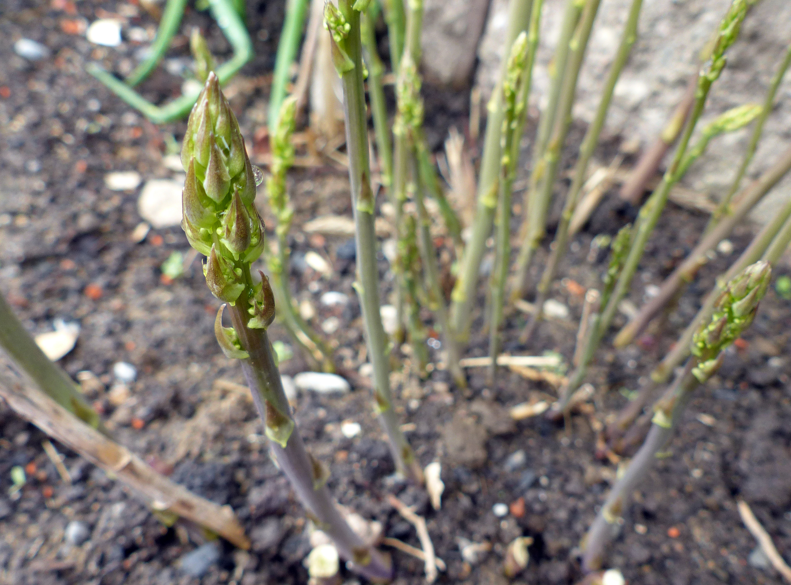 Spargel