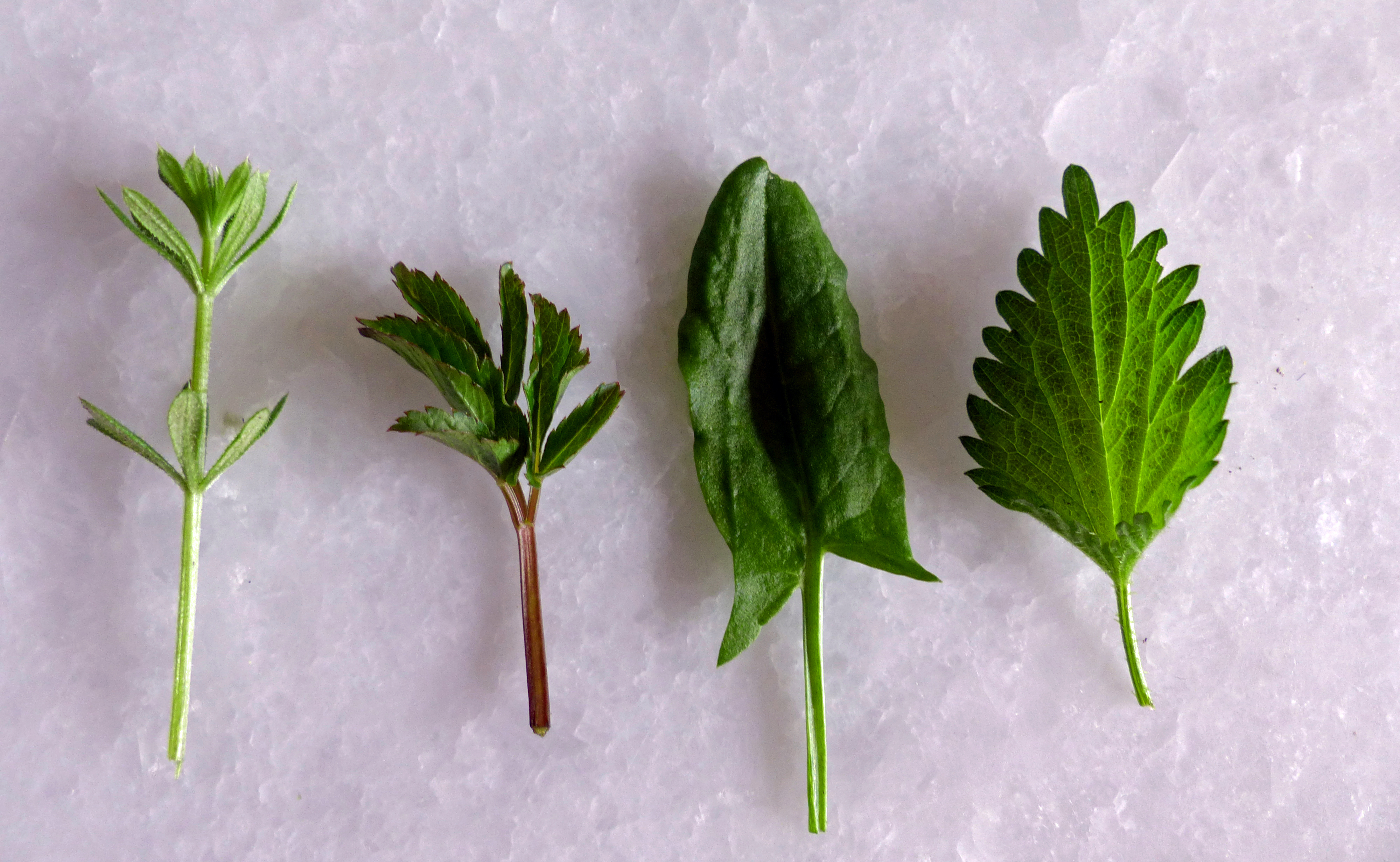 Brennnesselspinat - u. a. Spinat