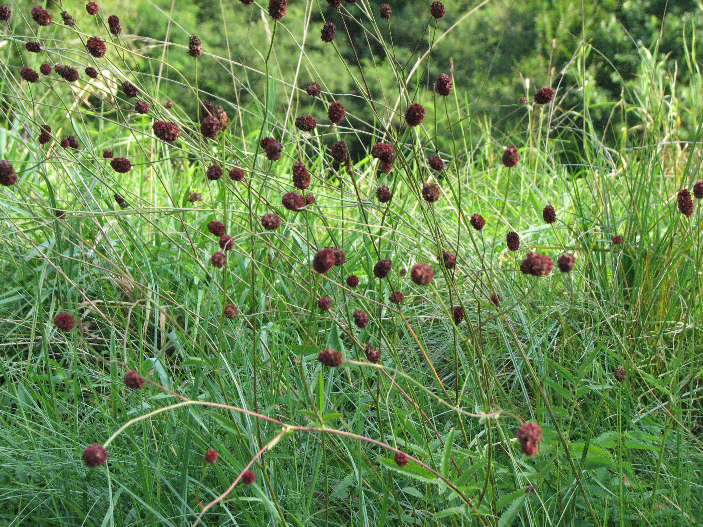 Großer Wiesenknopf
