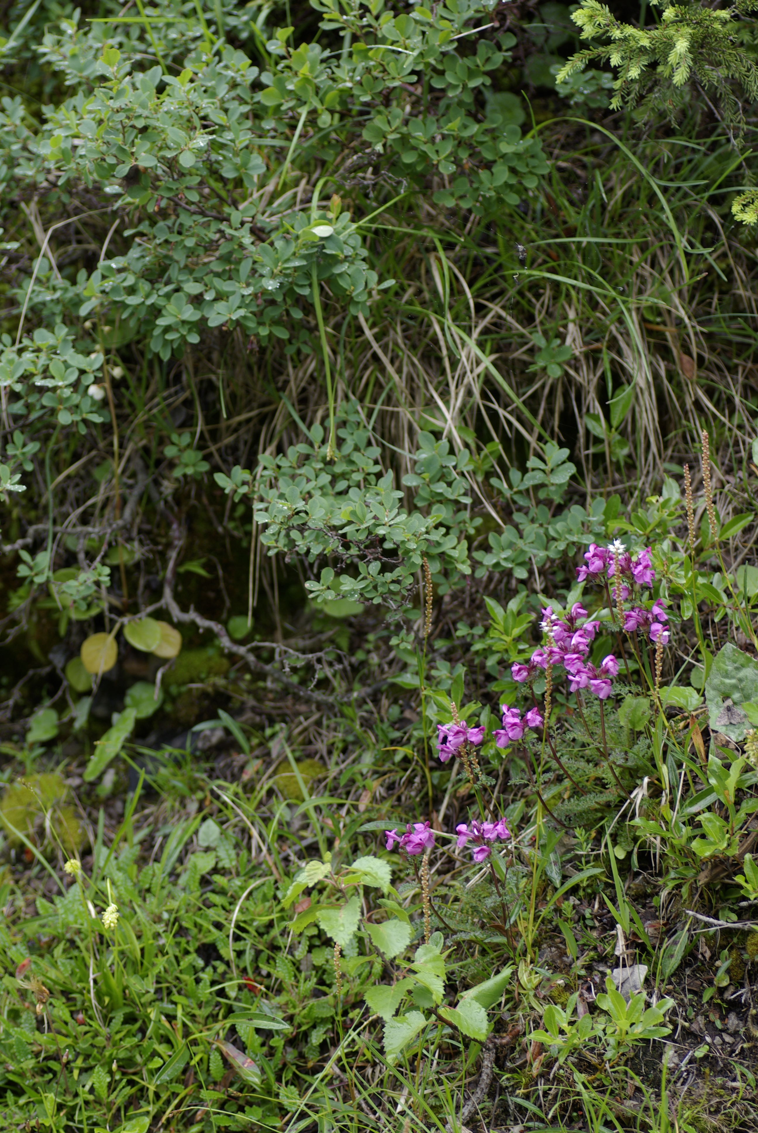 Kopfiges Läusekraut