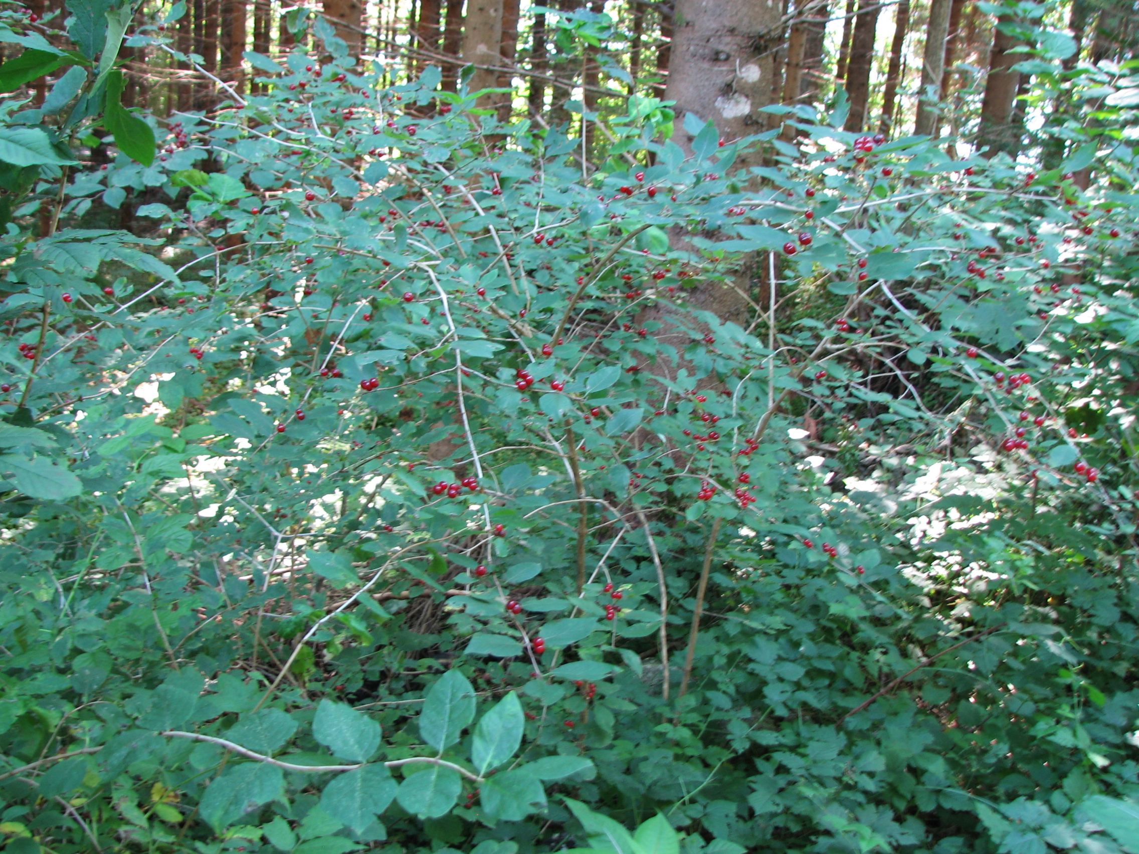 Rote Heckenkirsche