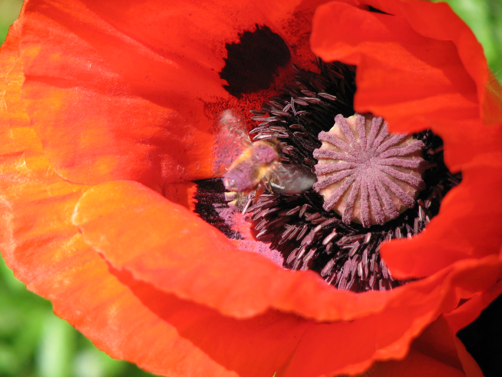 Türkischer Mohn