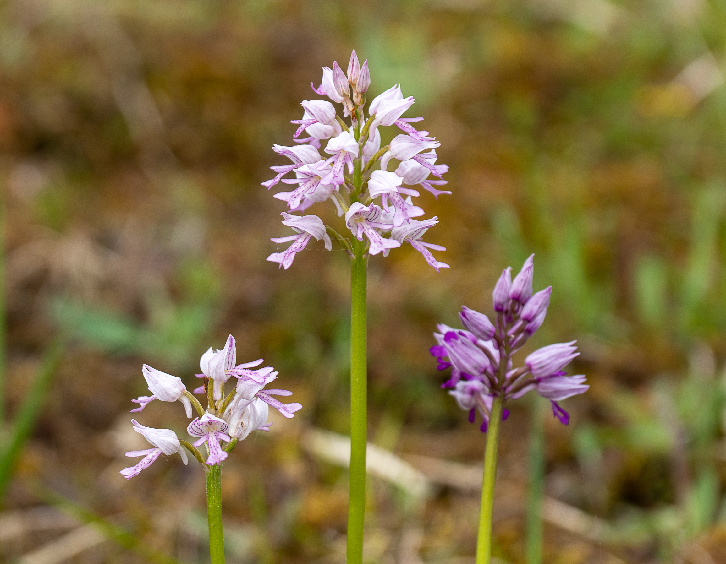 Helmknabenkraut