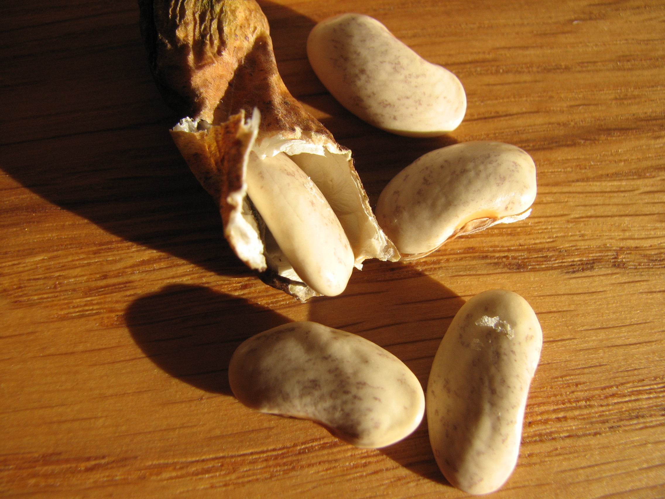 Stangenbohne