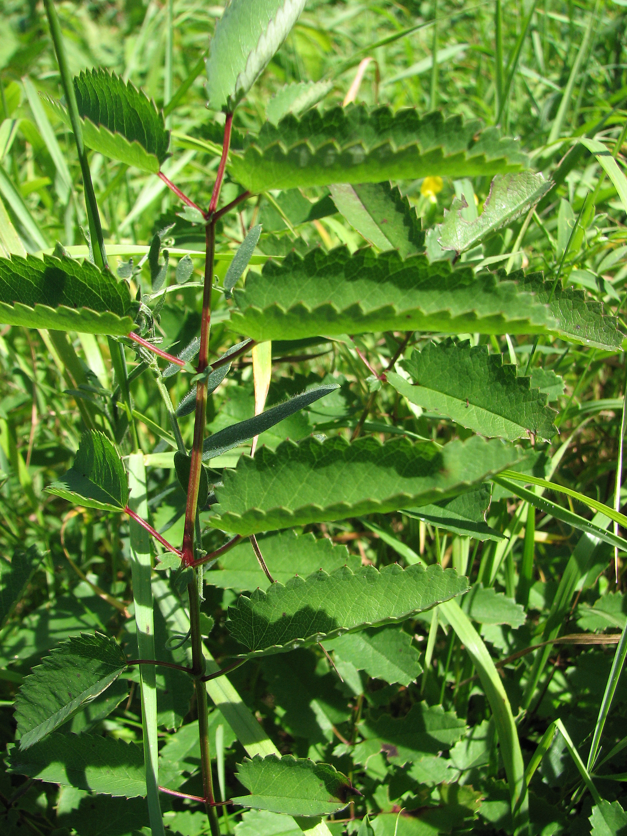 Großer Wiesenknopf