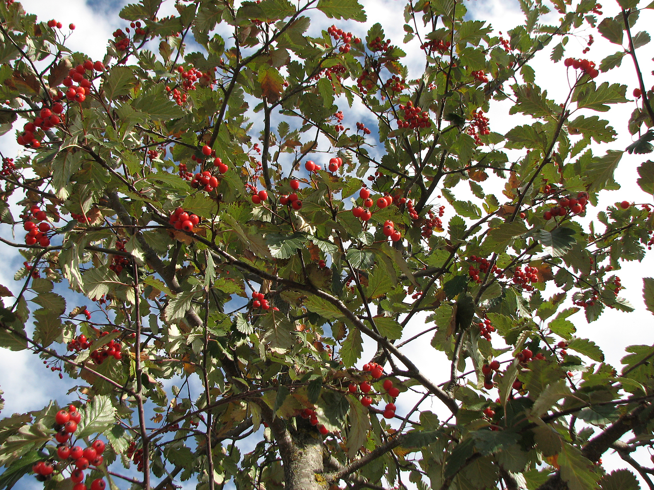 Schwedische Mehlbeere