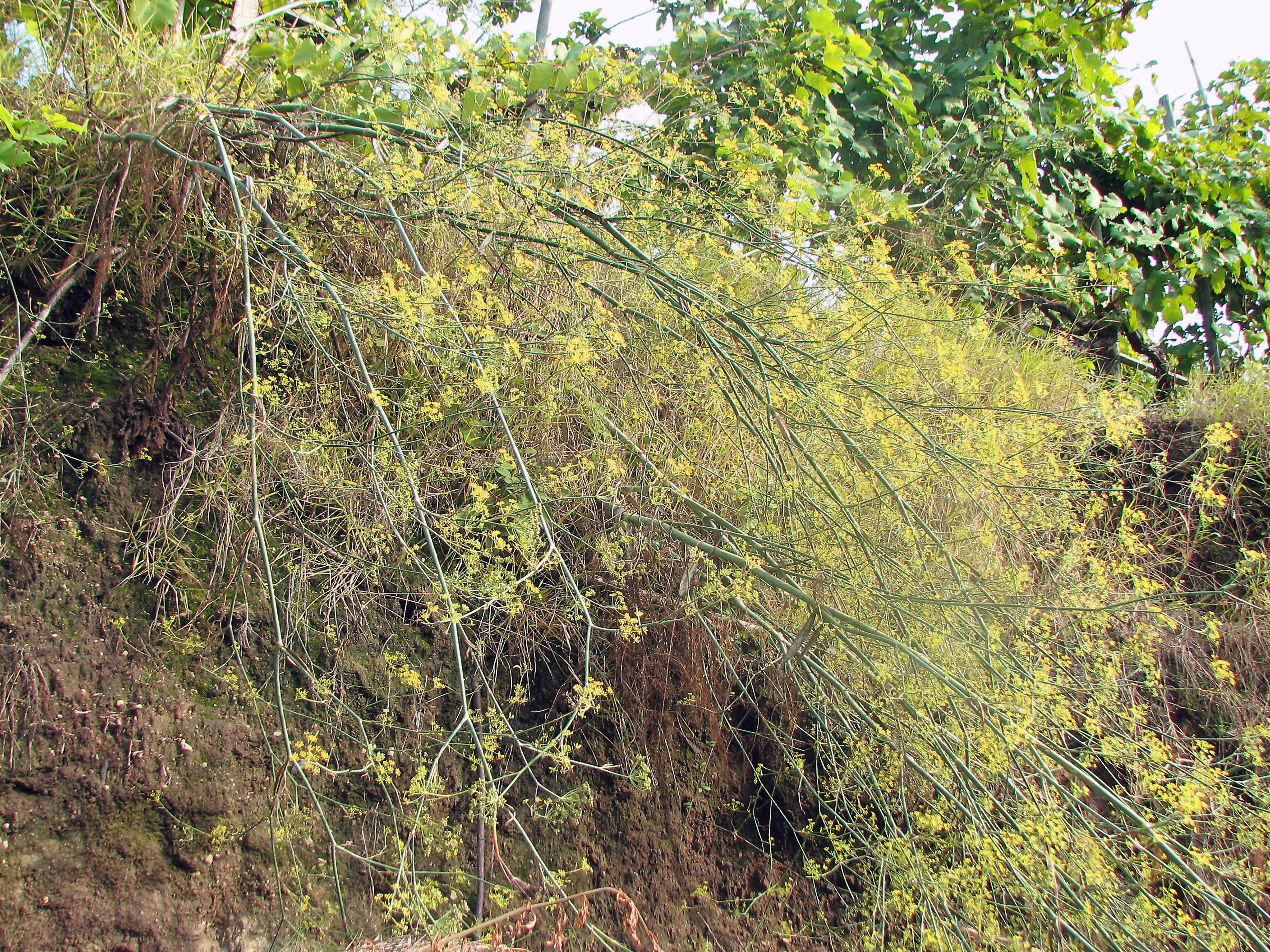 Bitterfenchel