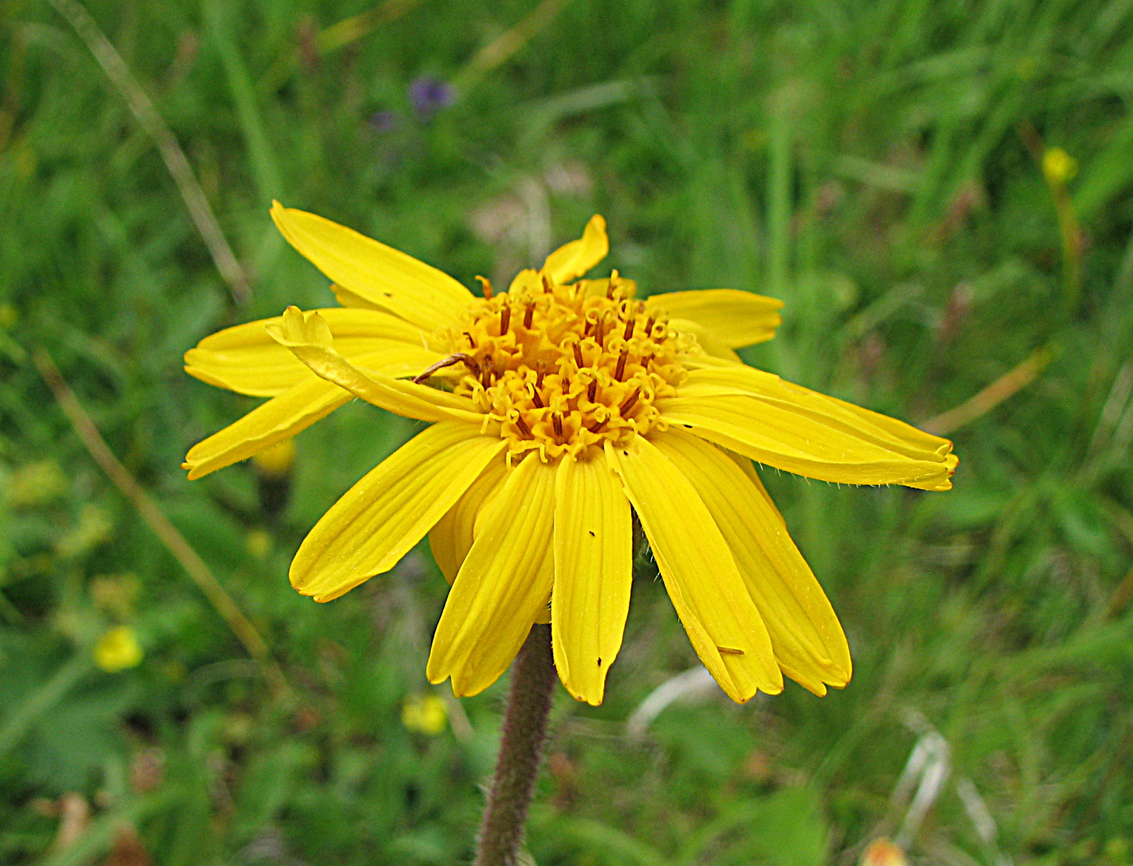 Arnikatinktur, Arnikaschnaps