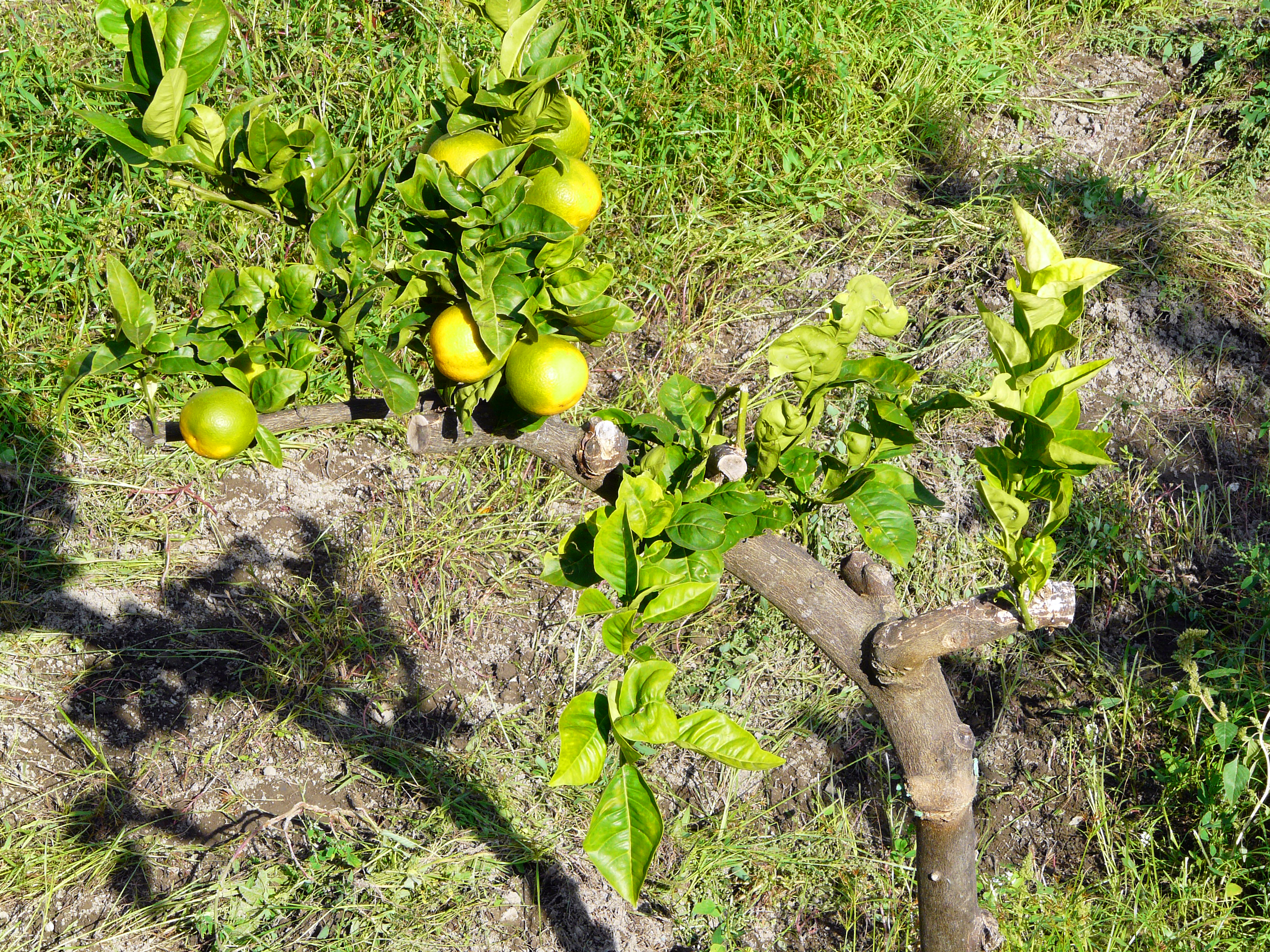 Orangenbaum