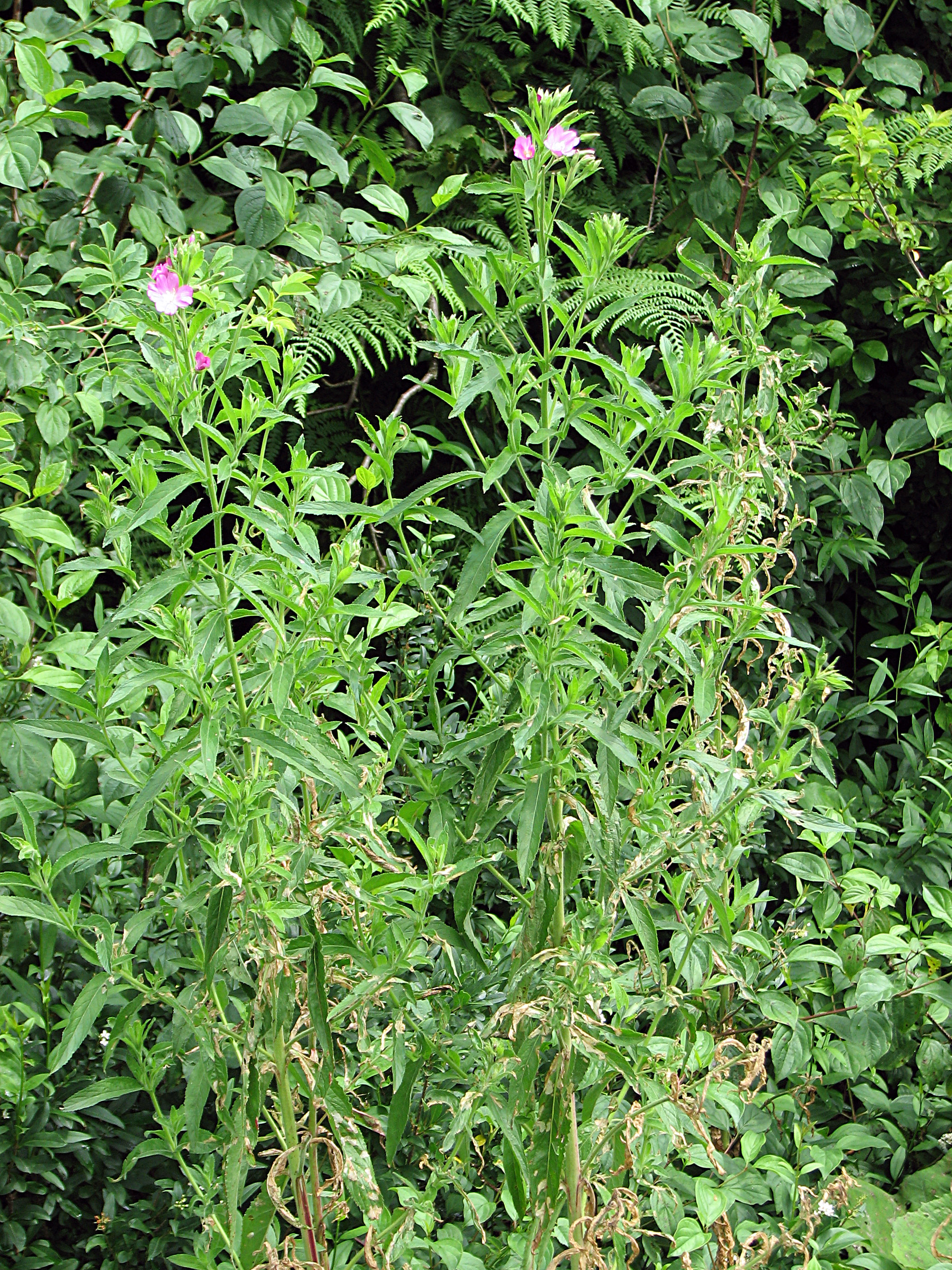 Zottiges Weidenröschen