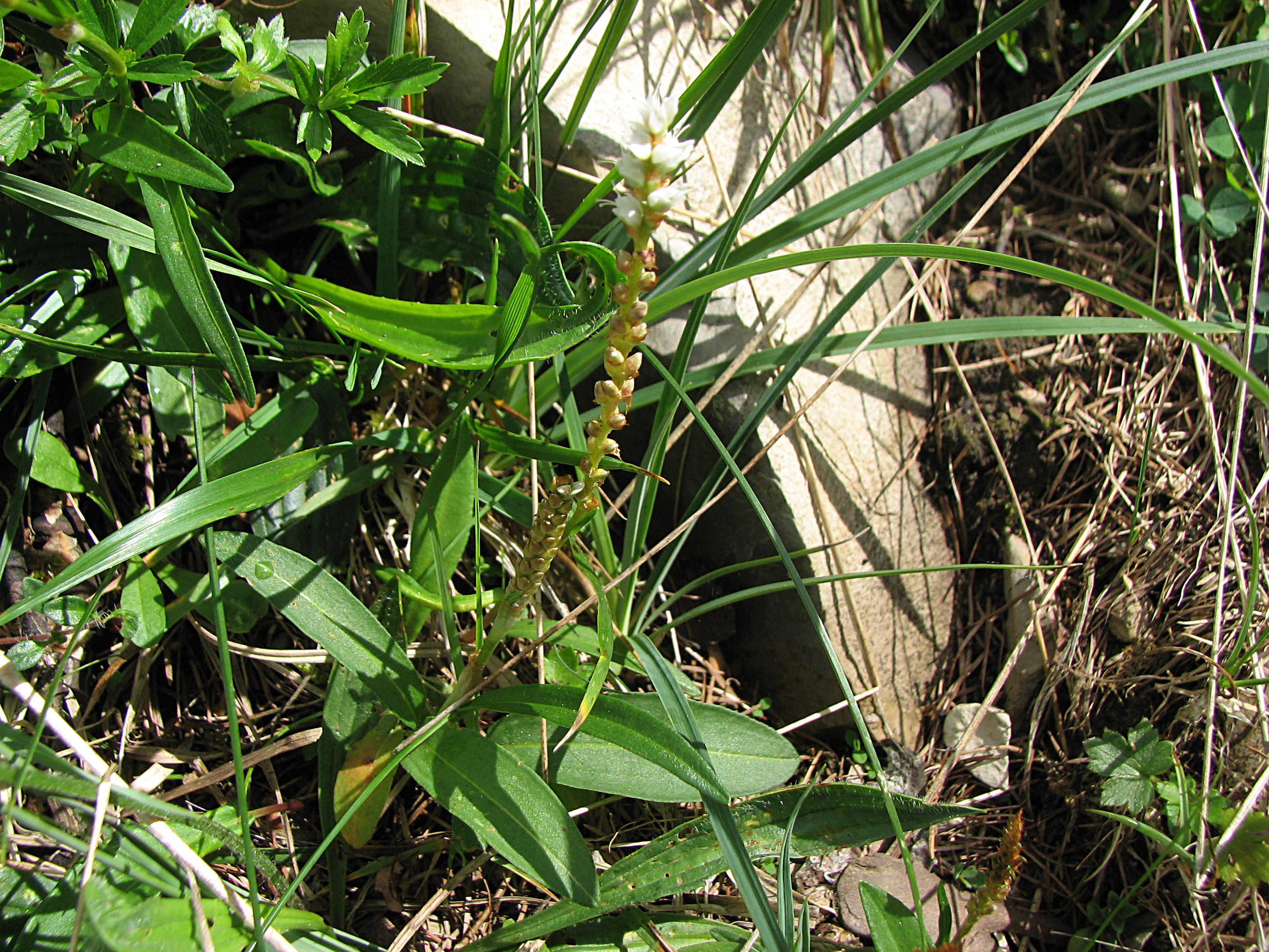 Knöllchenknöterich