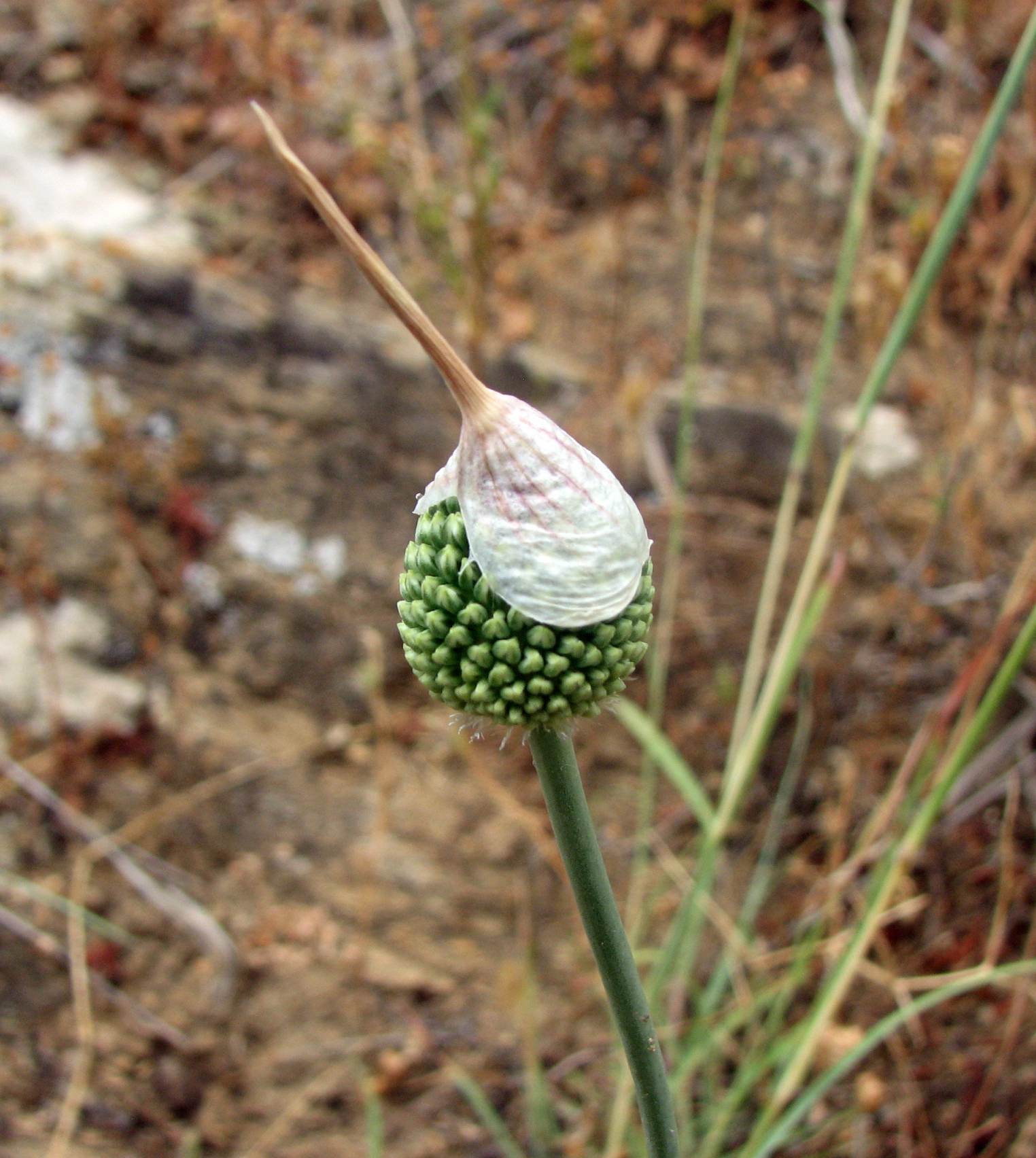 Ackerlauch