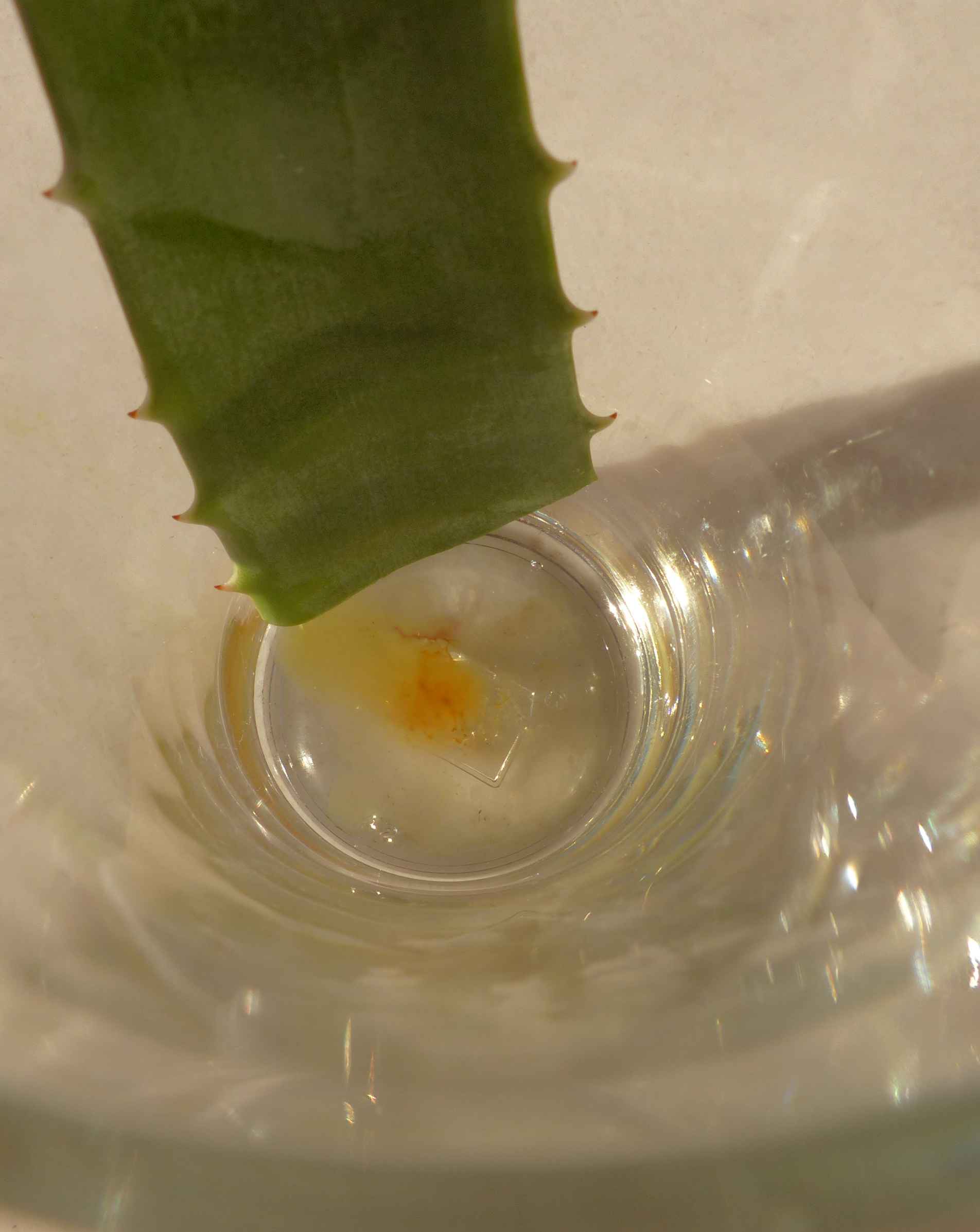 Aloe vera-Gel aus Blattstücken