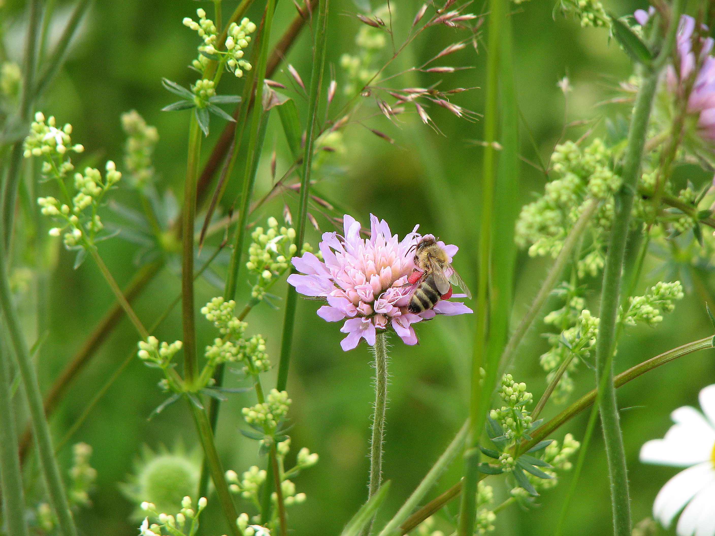 Wiesenwitwenblume