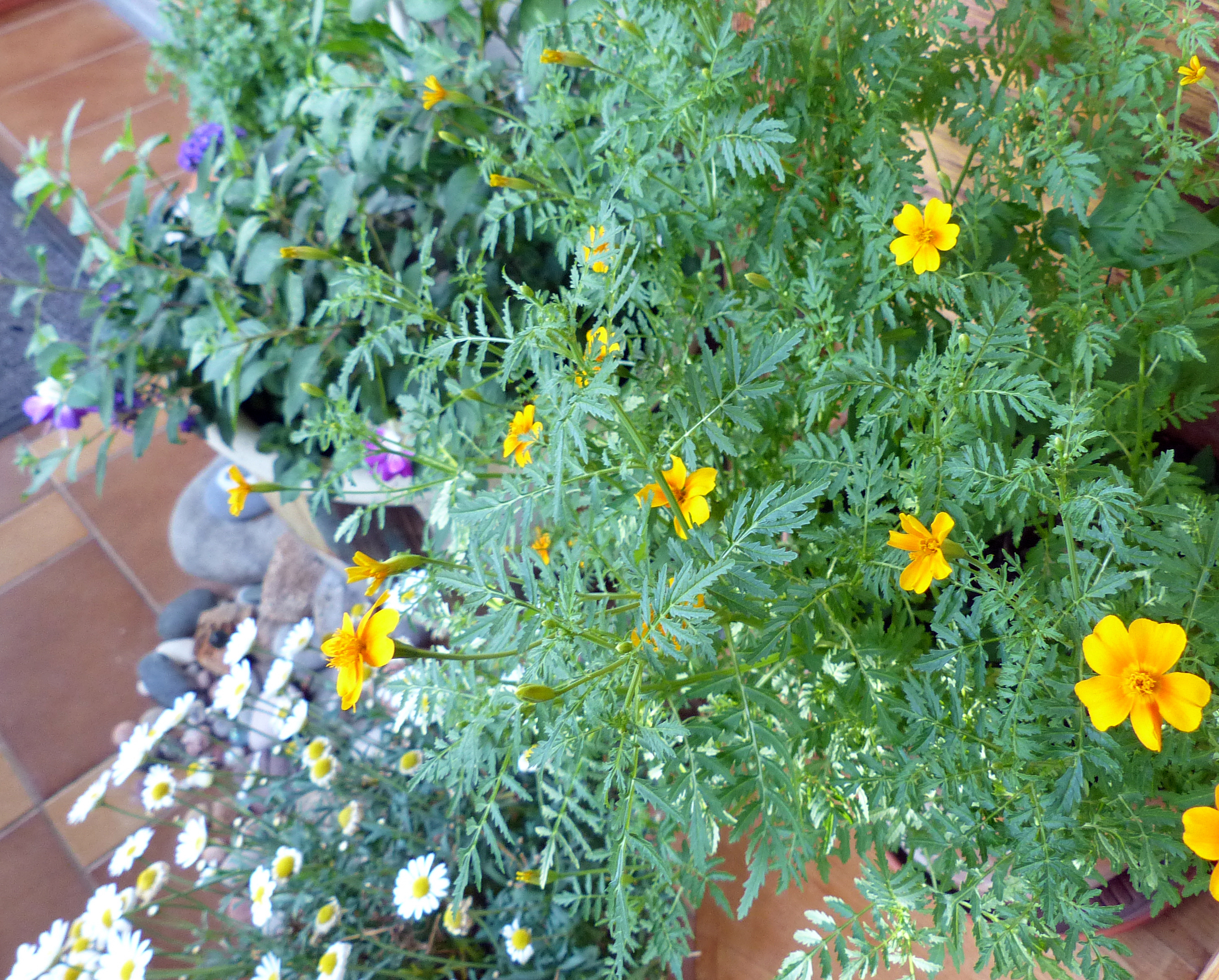 Gewürztagetes