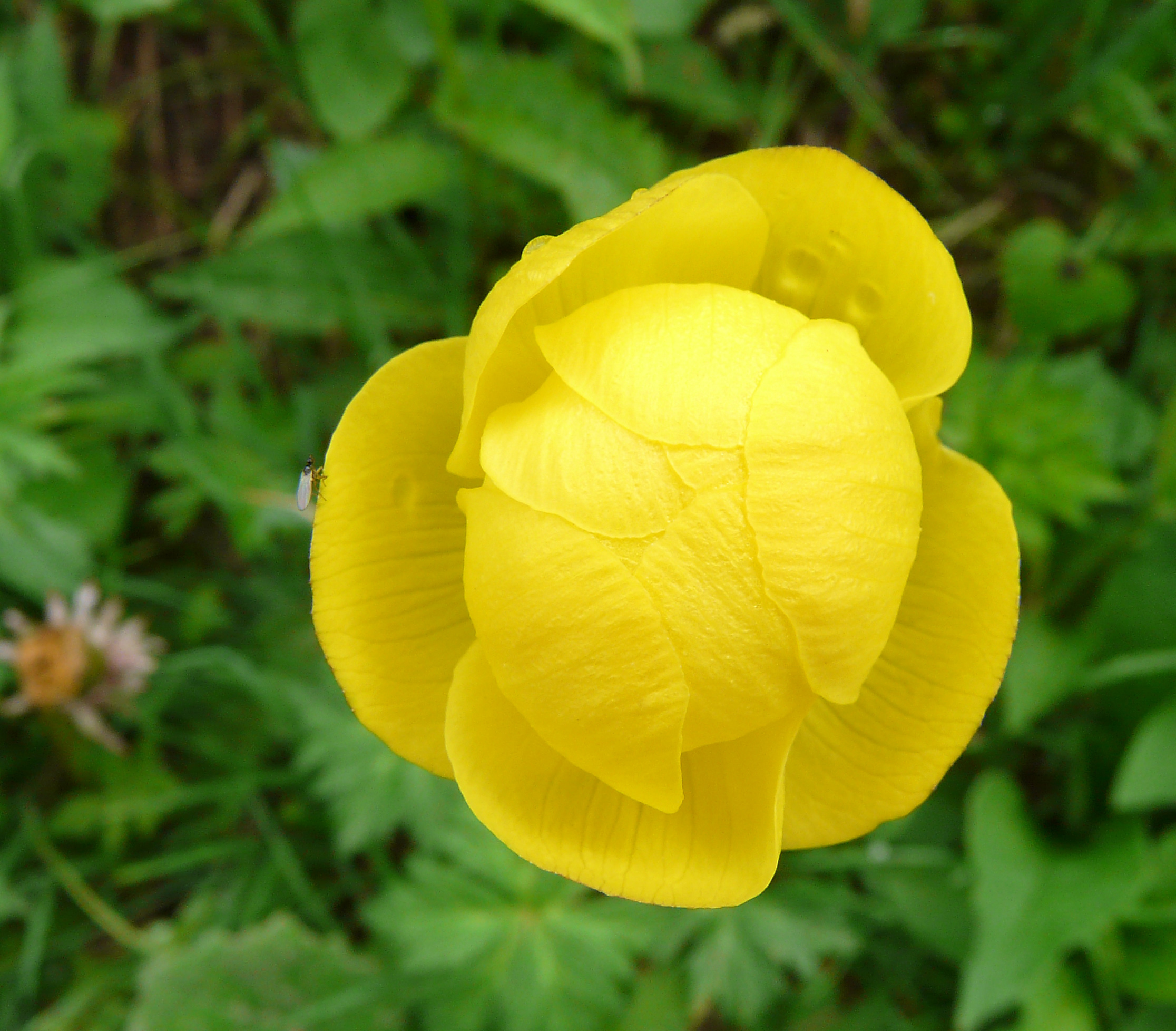 Trollblume