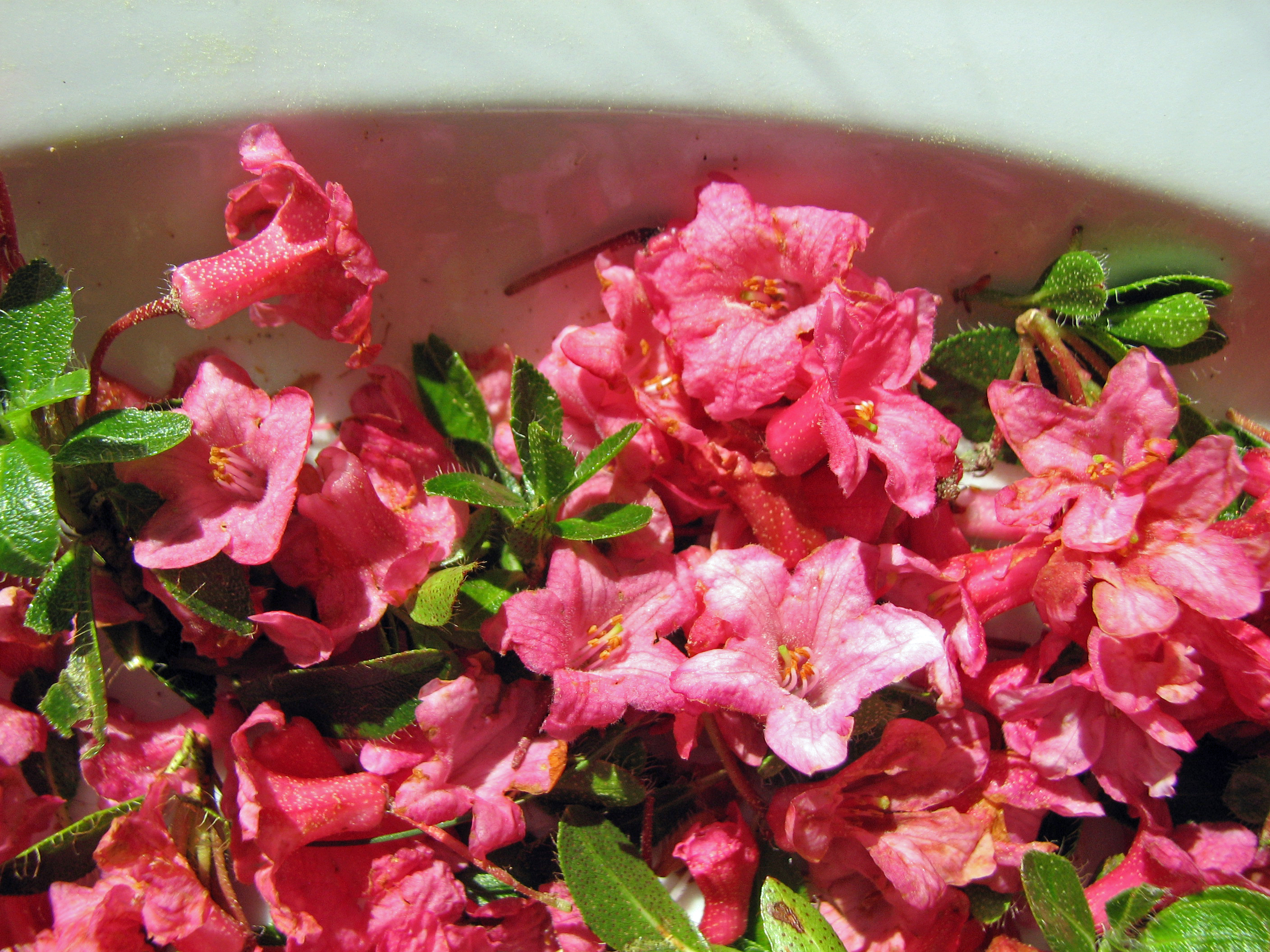 Bewimperte Alpenrose