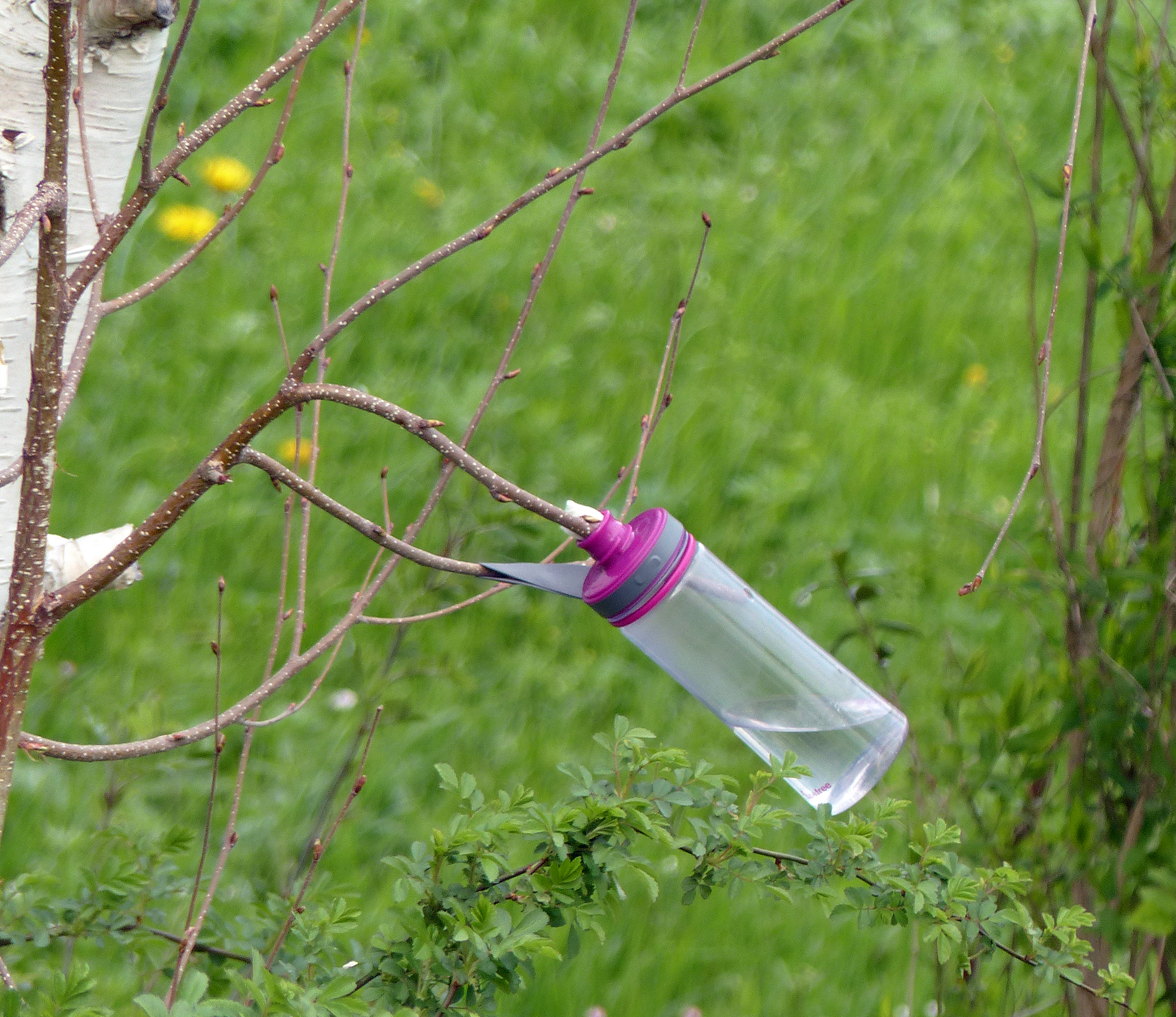 Birkensaft (Birkenwasser) zapfen