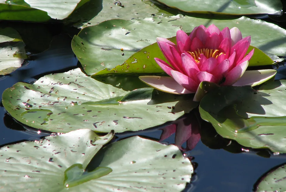 Seerose