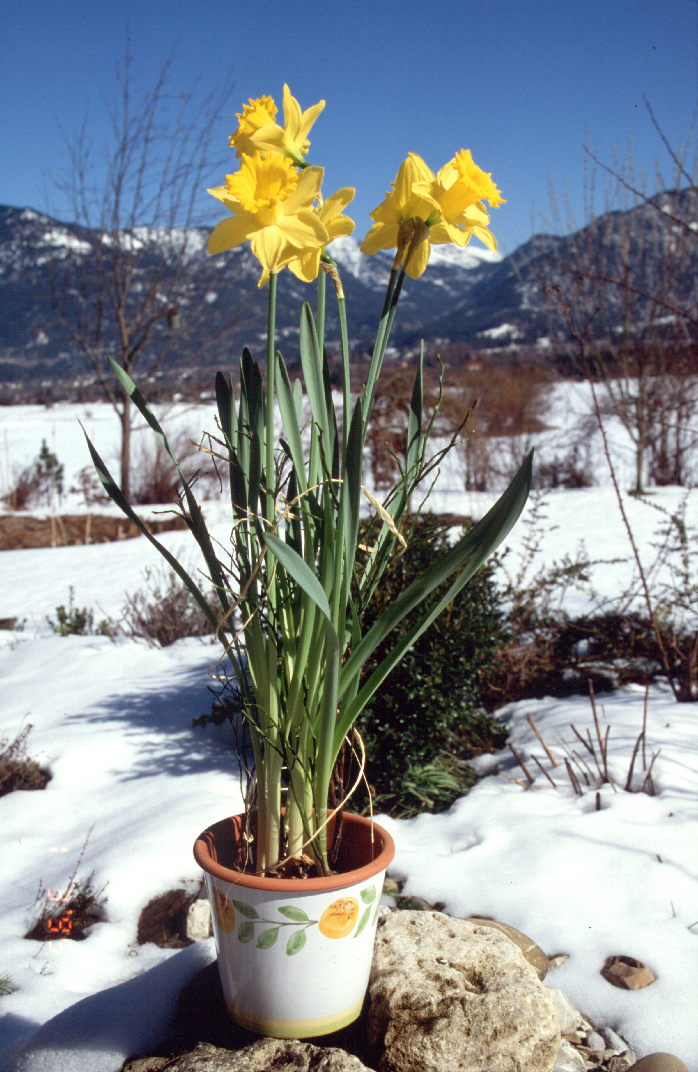 Gartennarzissen