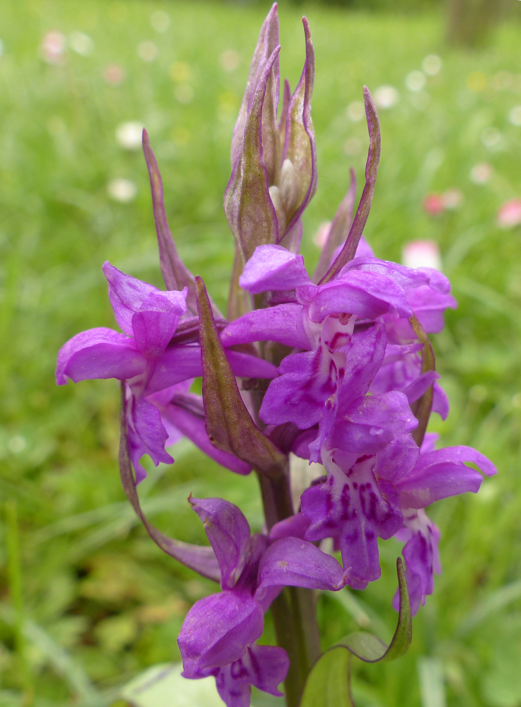 Breitblättrige Fingerwurz