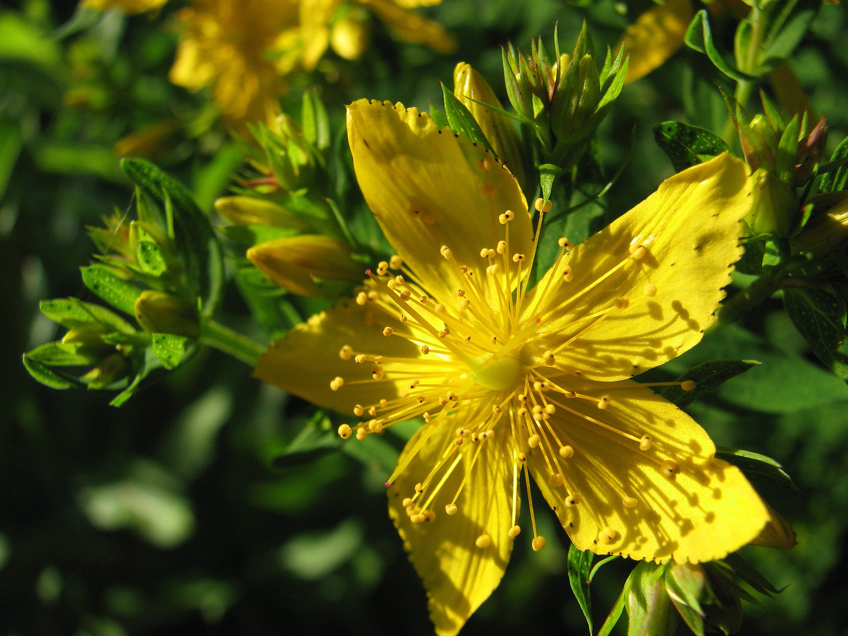 Zitronenjohanniskraut