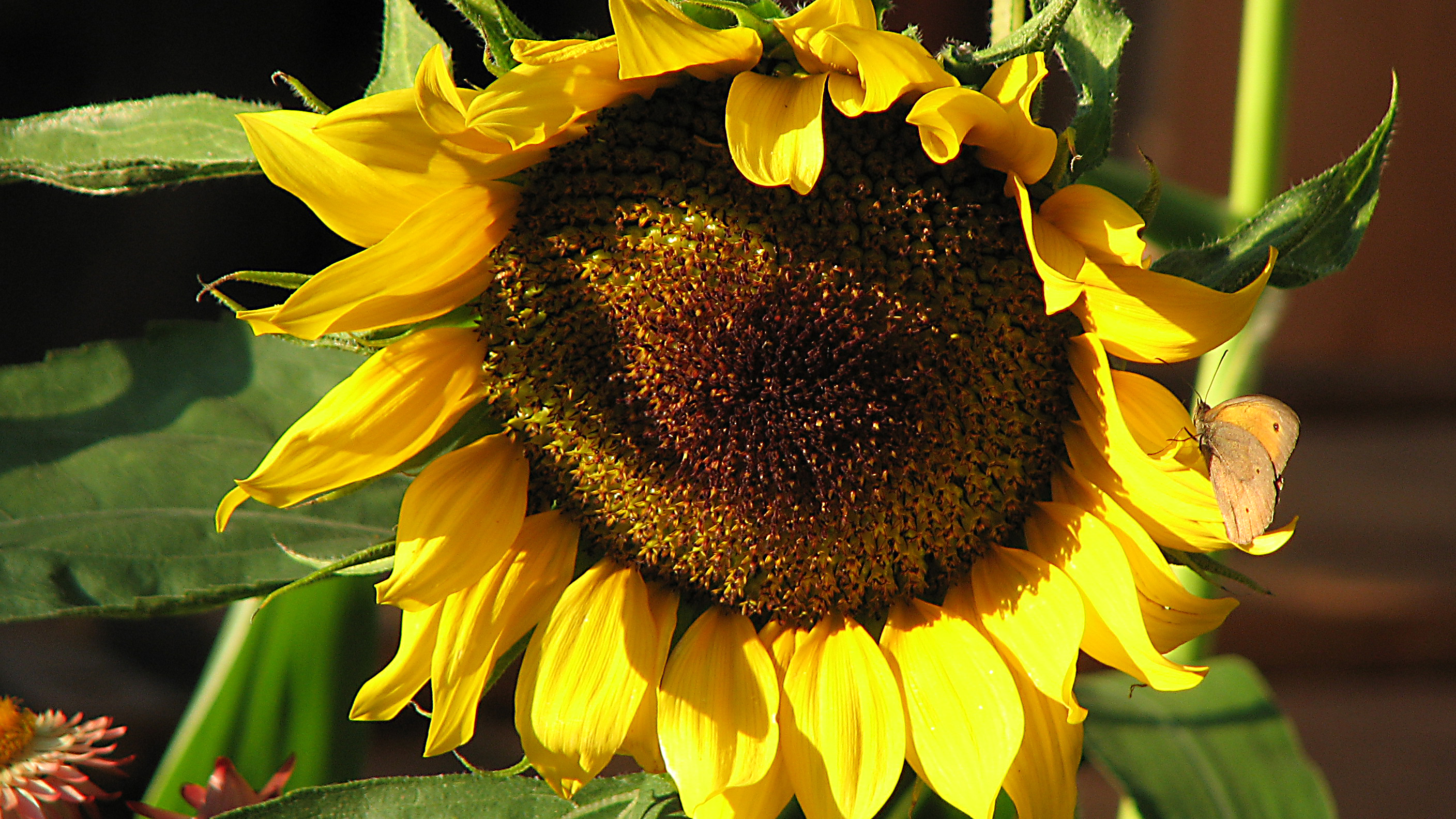 Sonnenblume