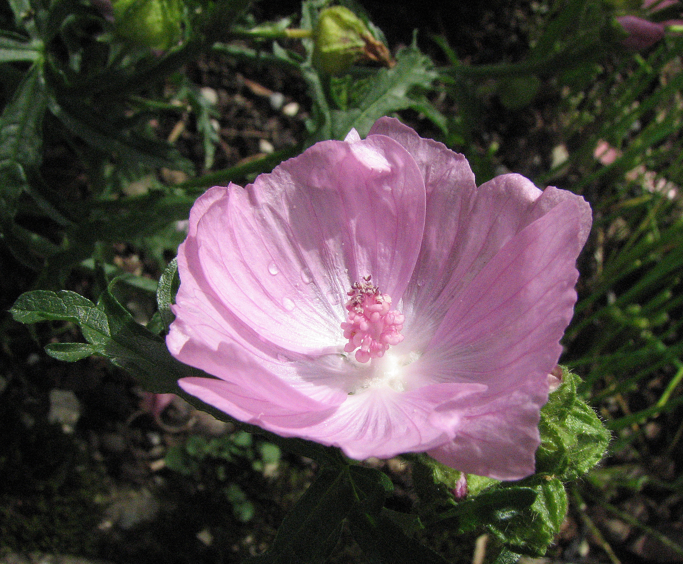 Rosenmalve