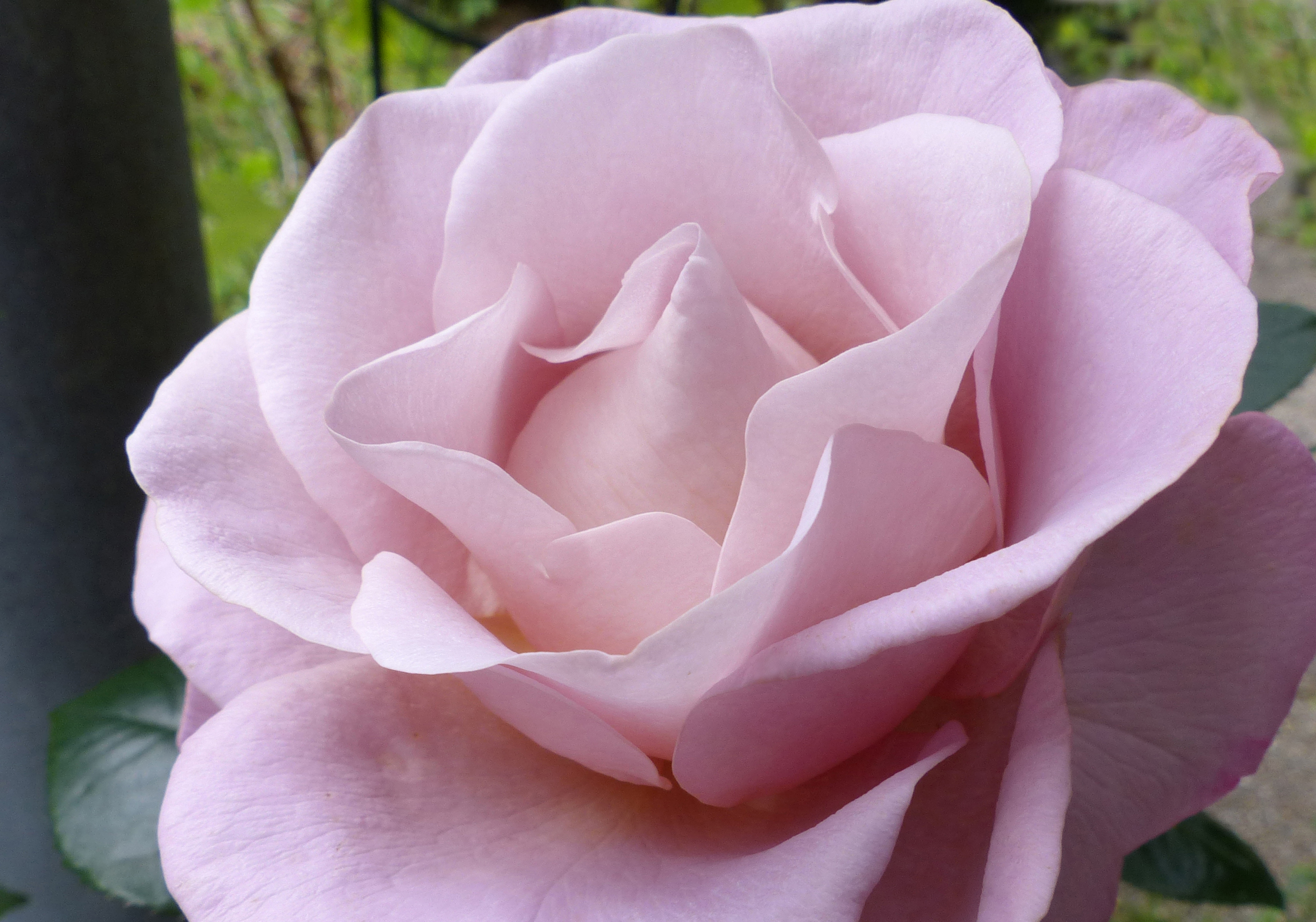 Rosen, Kulturrosen