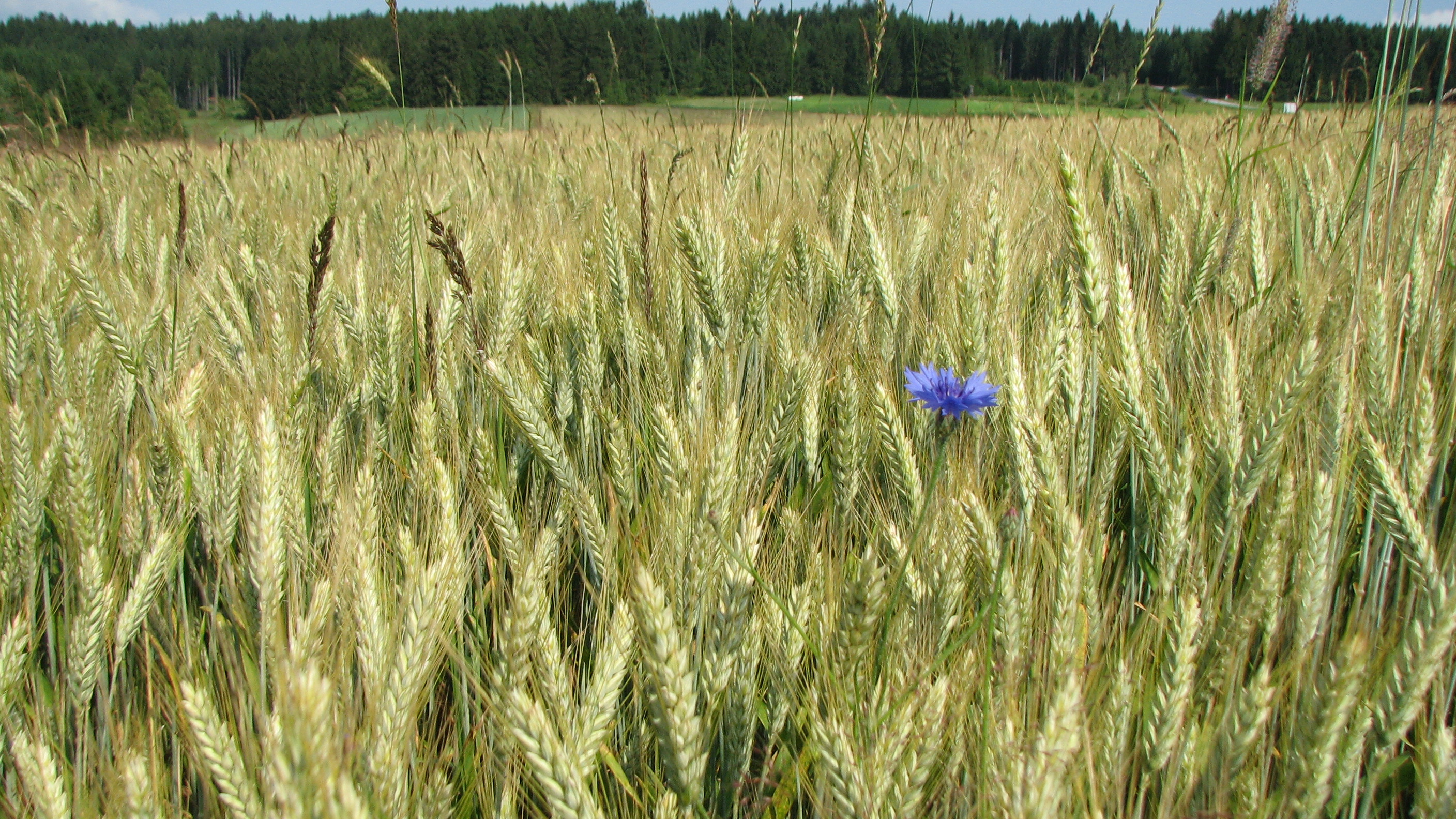 Kornblume