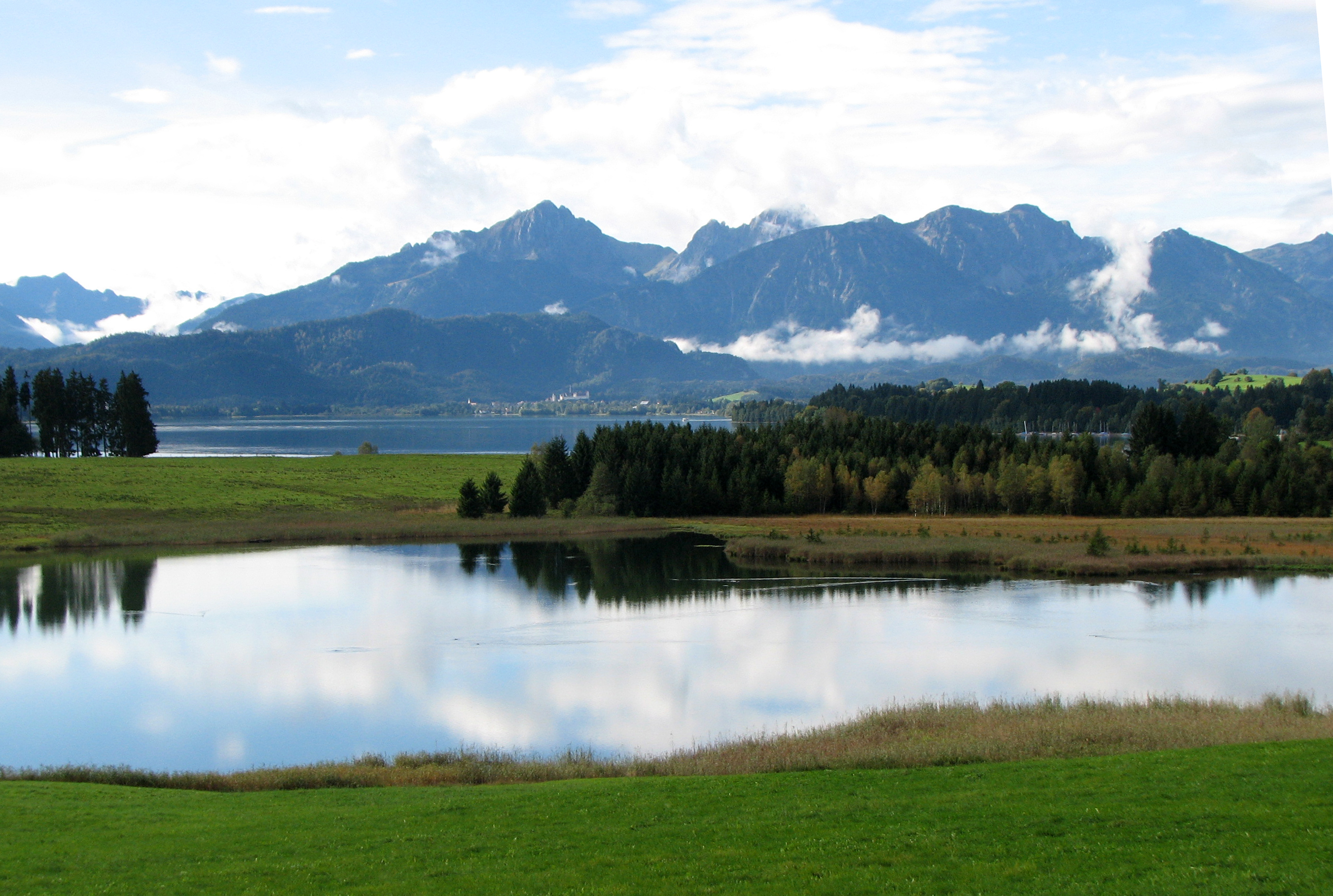 Schilfrohr