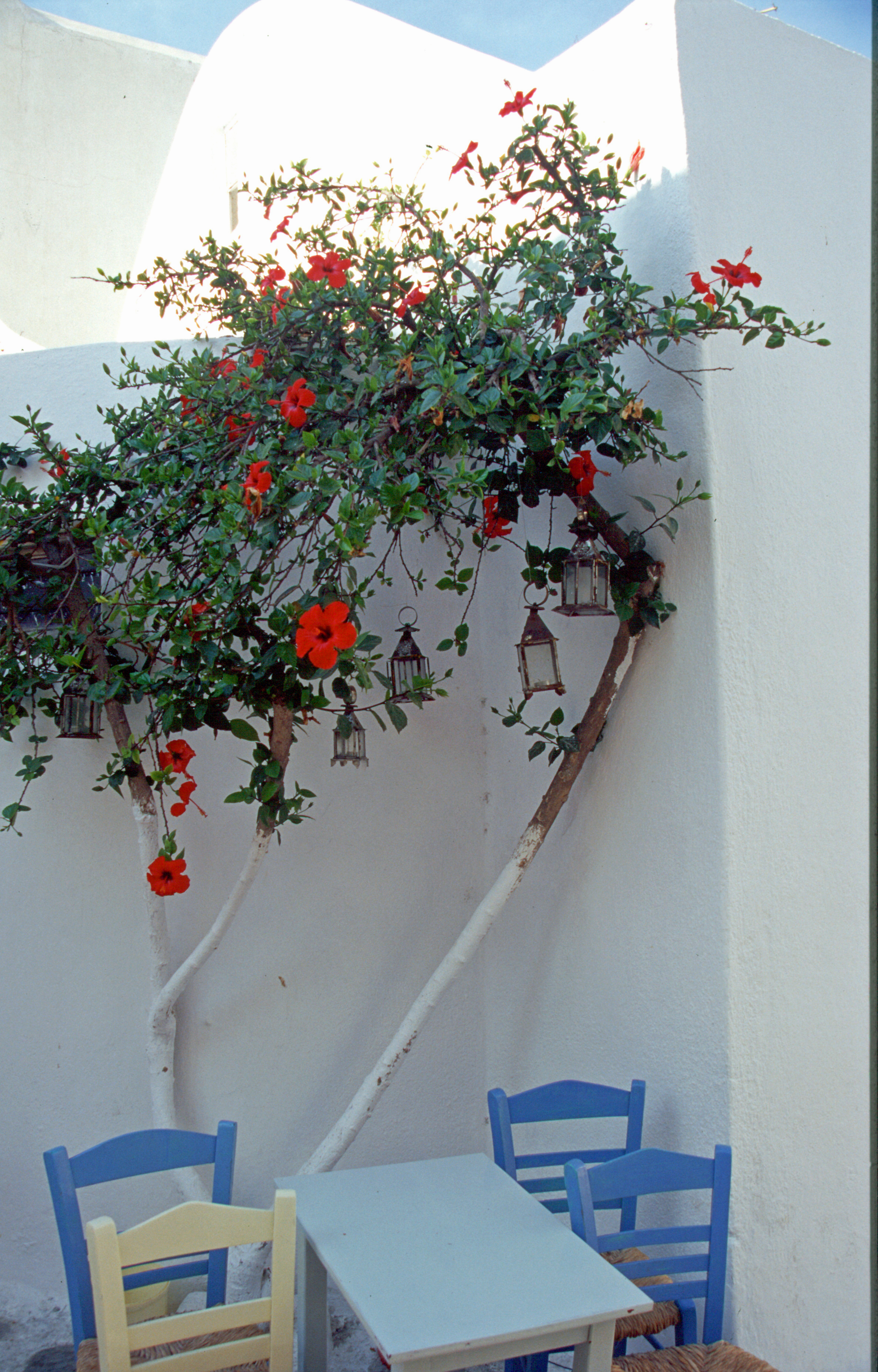 Hibiskus