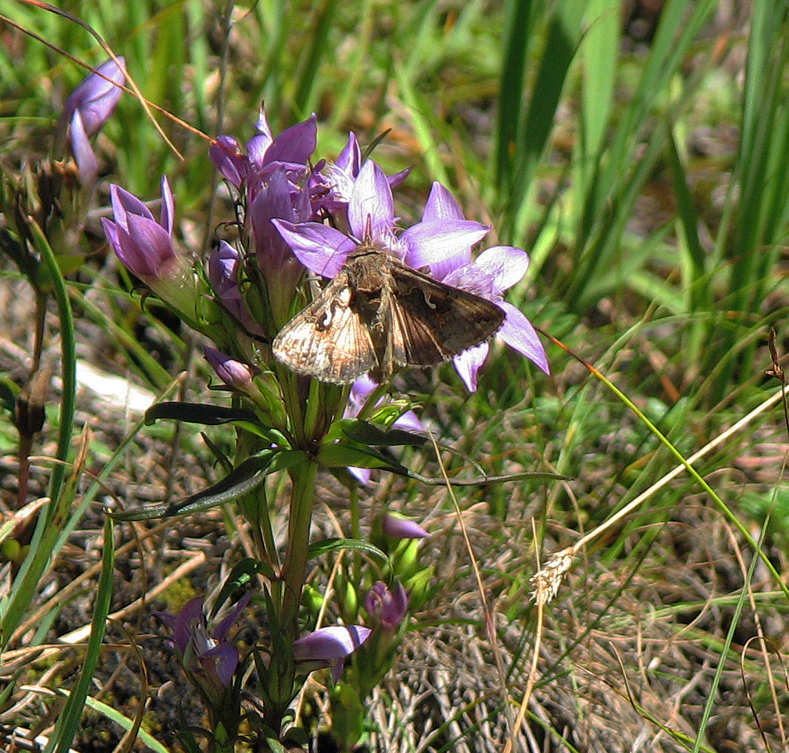 Deutscher Fransenenzian