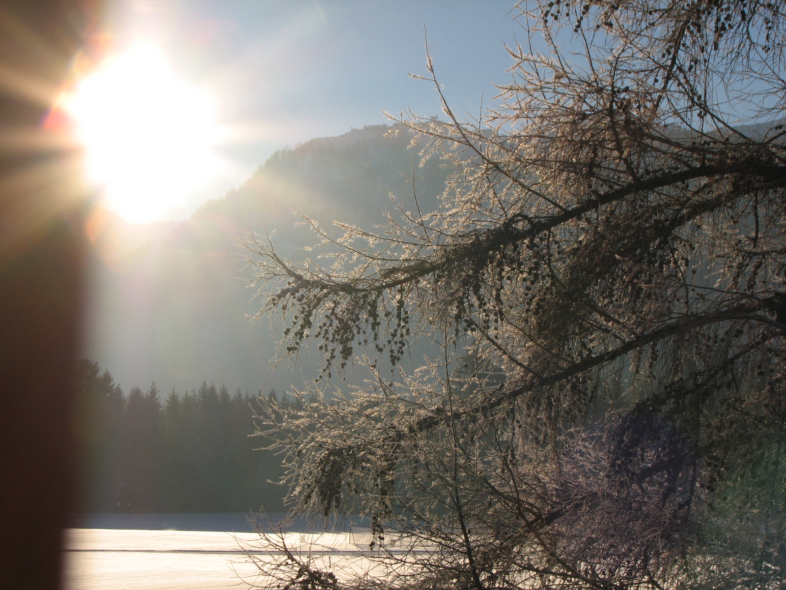 Europäische Lärche