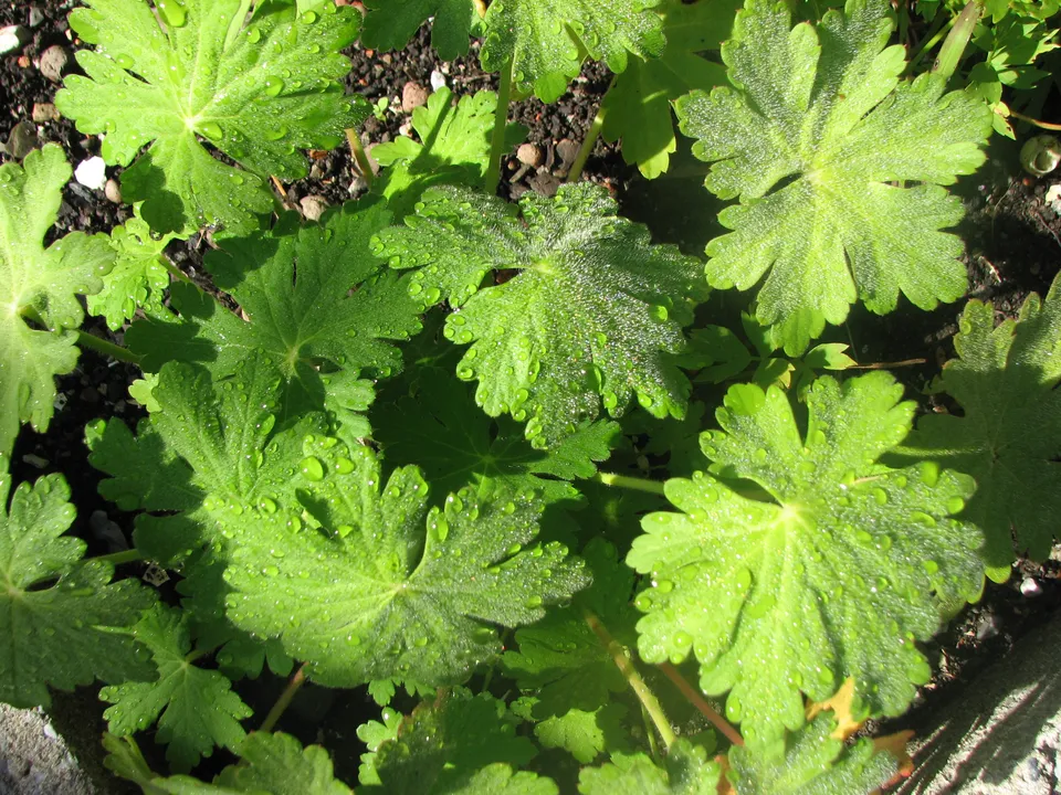 Rundblättriger Storchschnabel