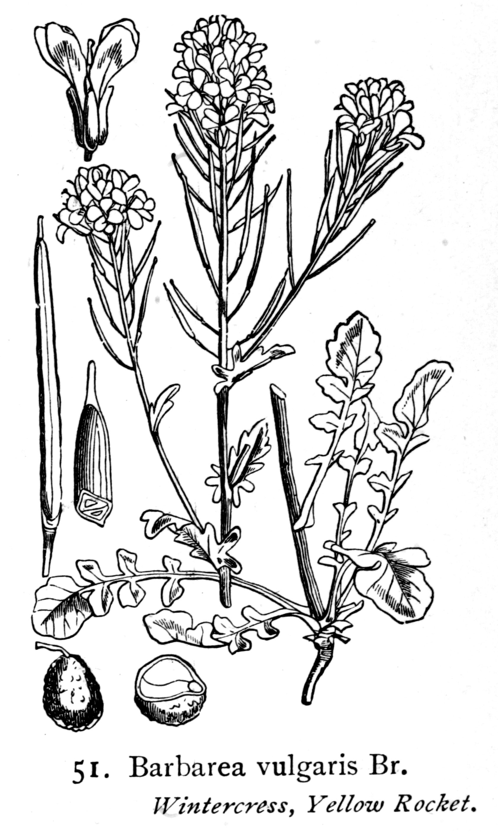 Barbarakraut