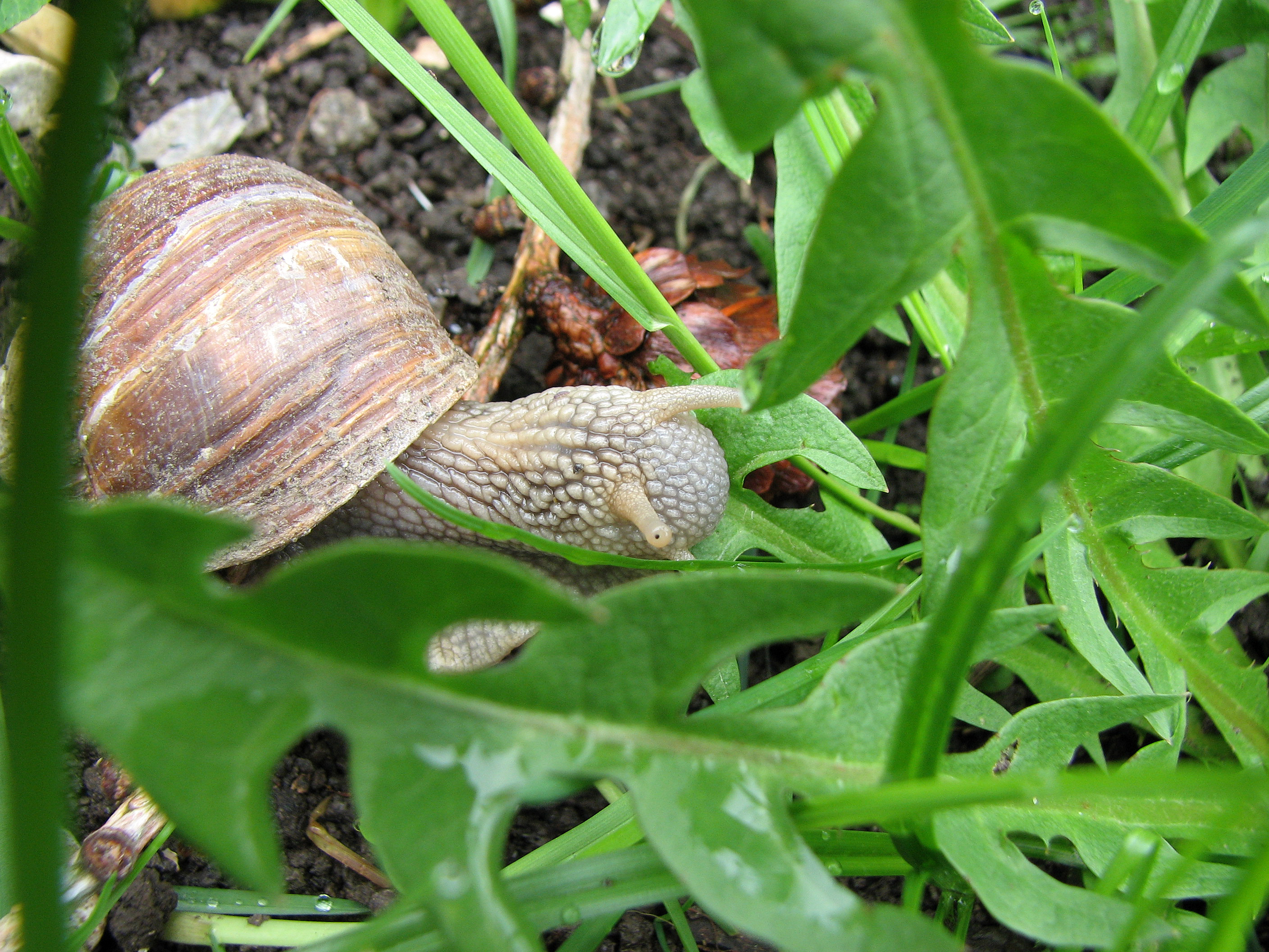 Gewöhnlicher Löwenzahn